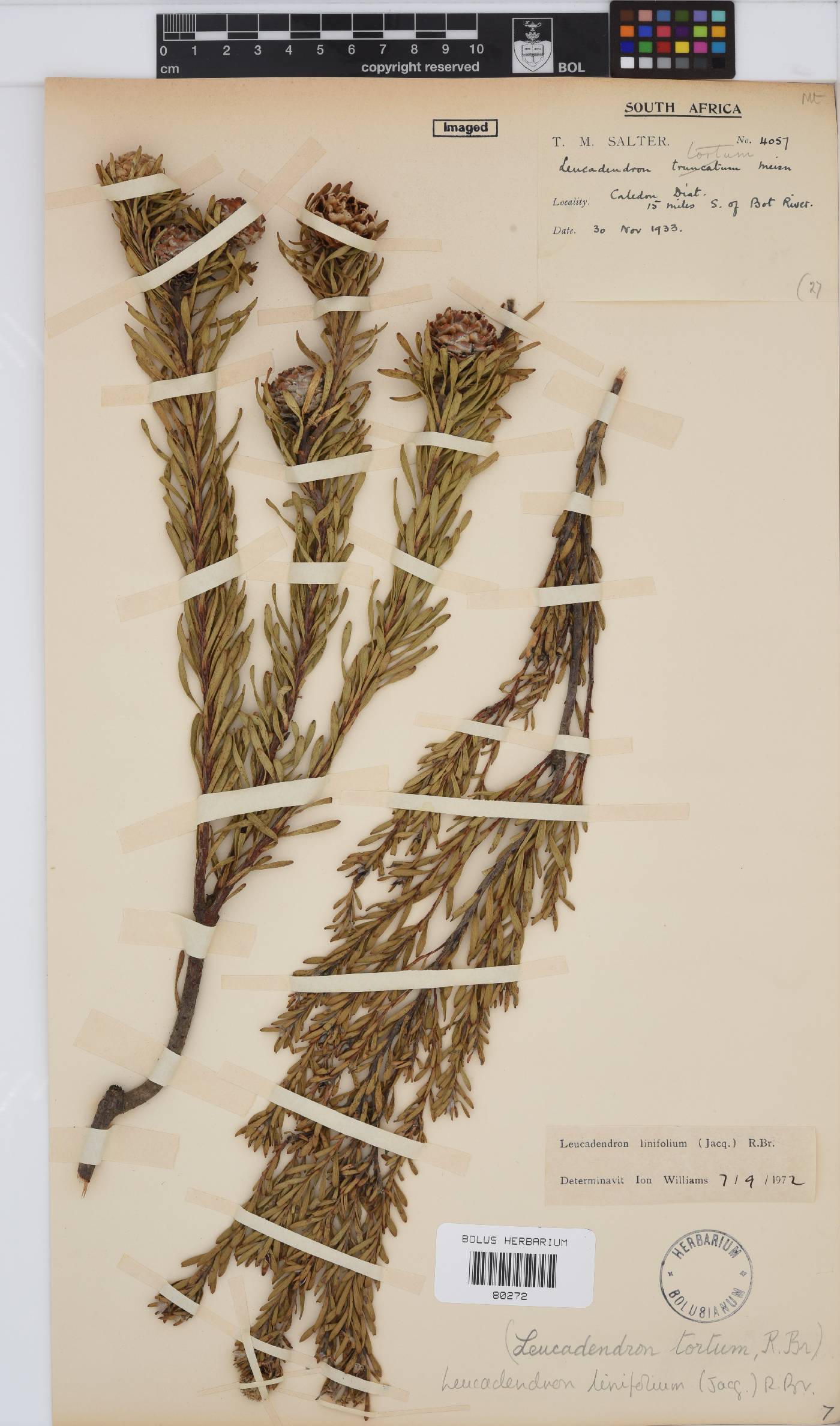 Leucadendron linifolium image