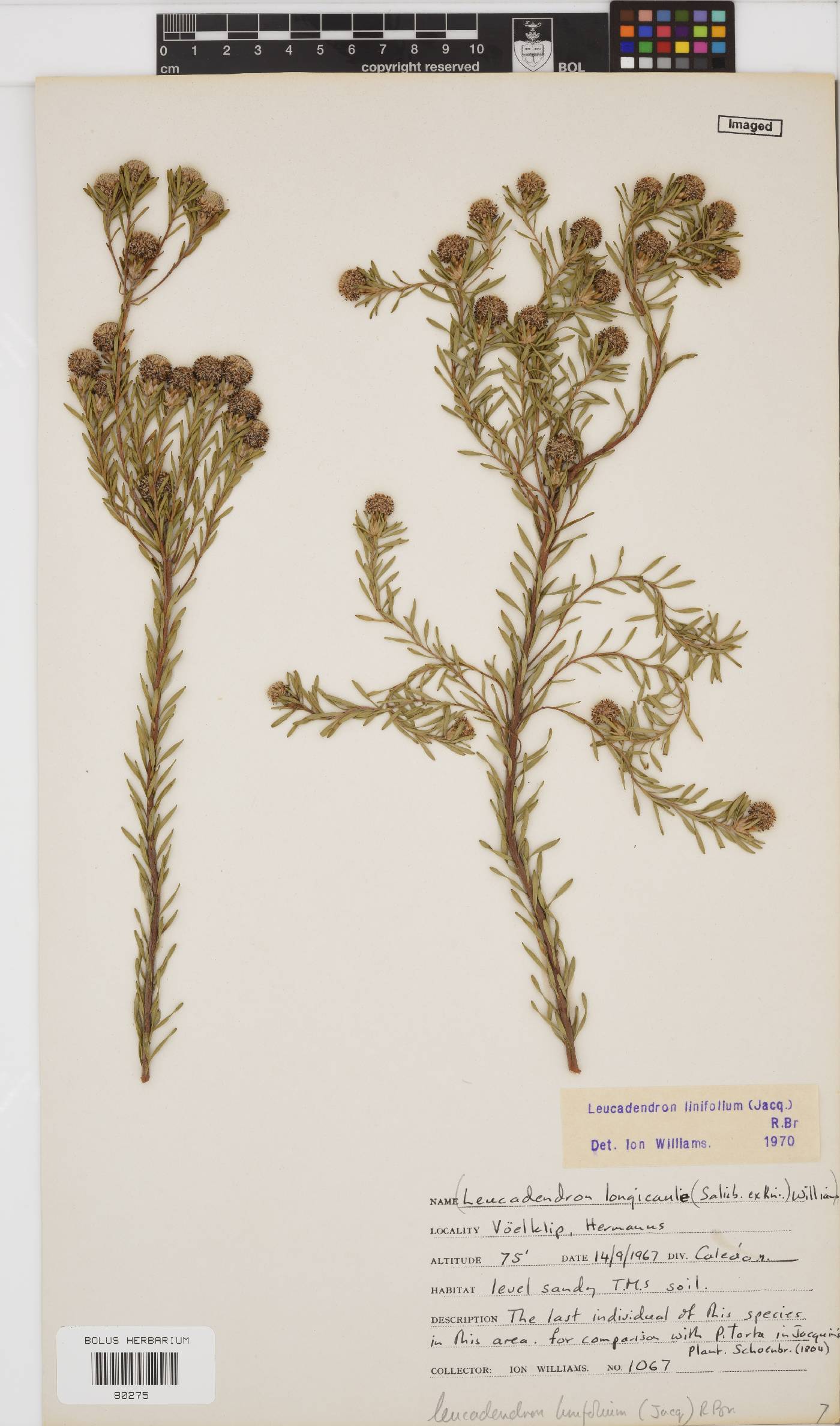 Leucadendron linifolium image