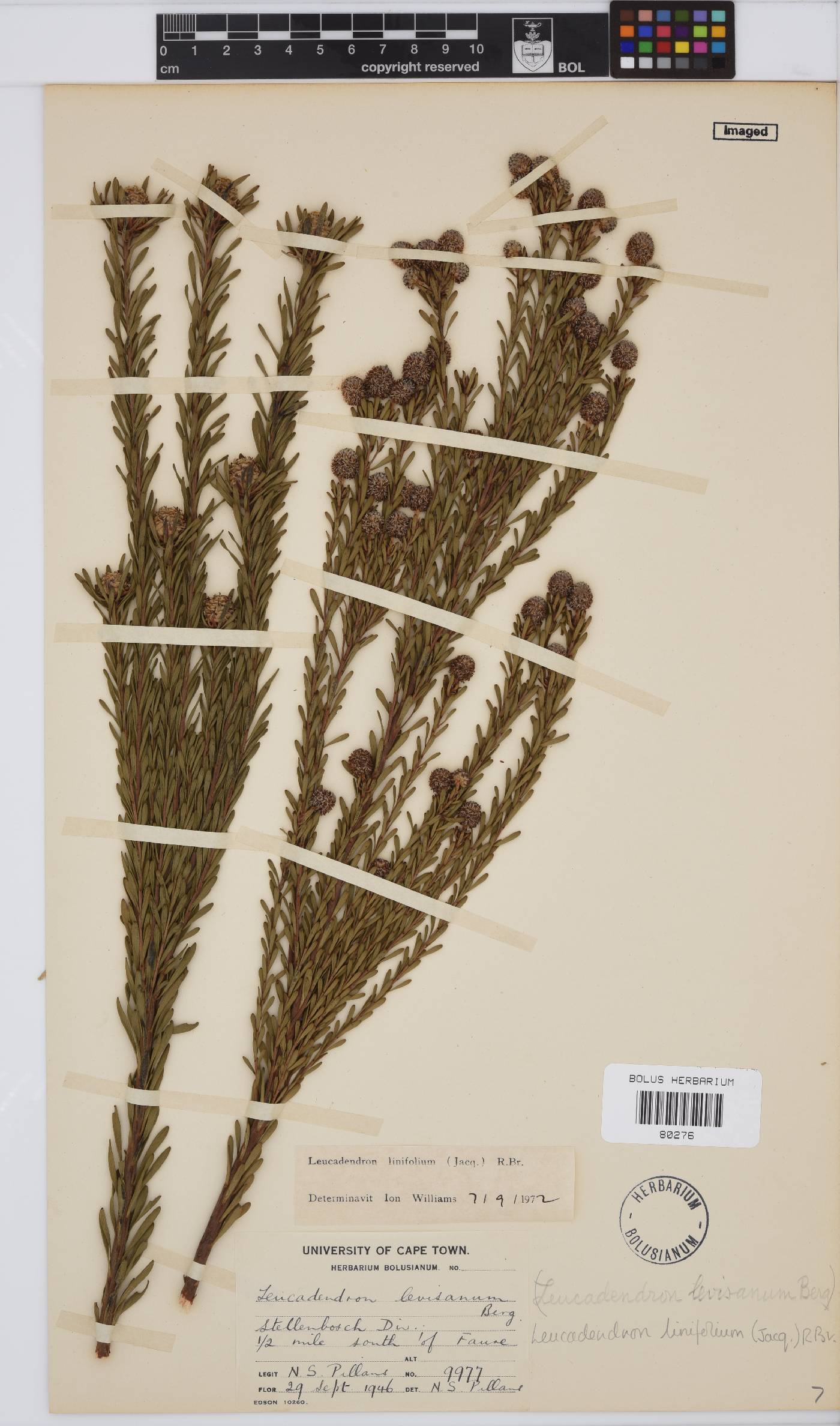 Leucadendron linifolium image