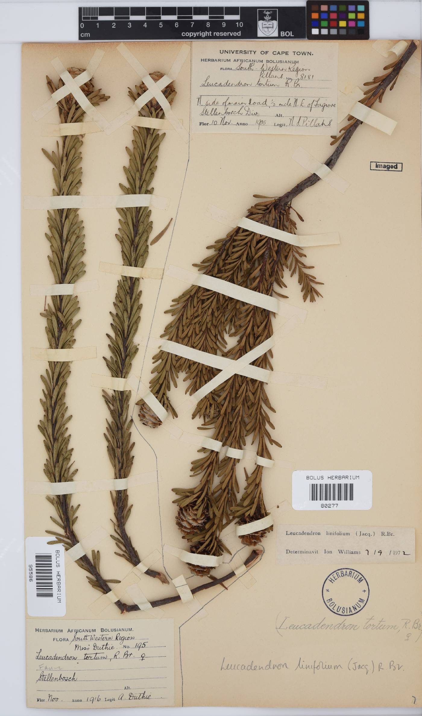 Leucadendron linifolium image