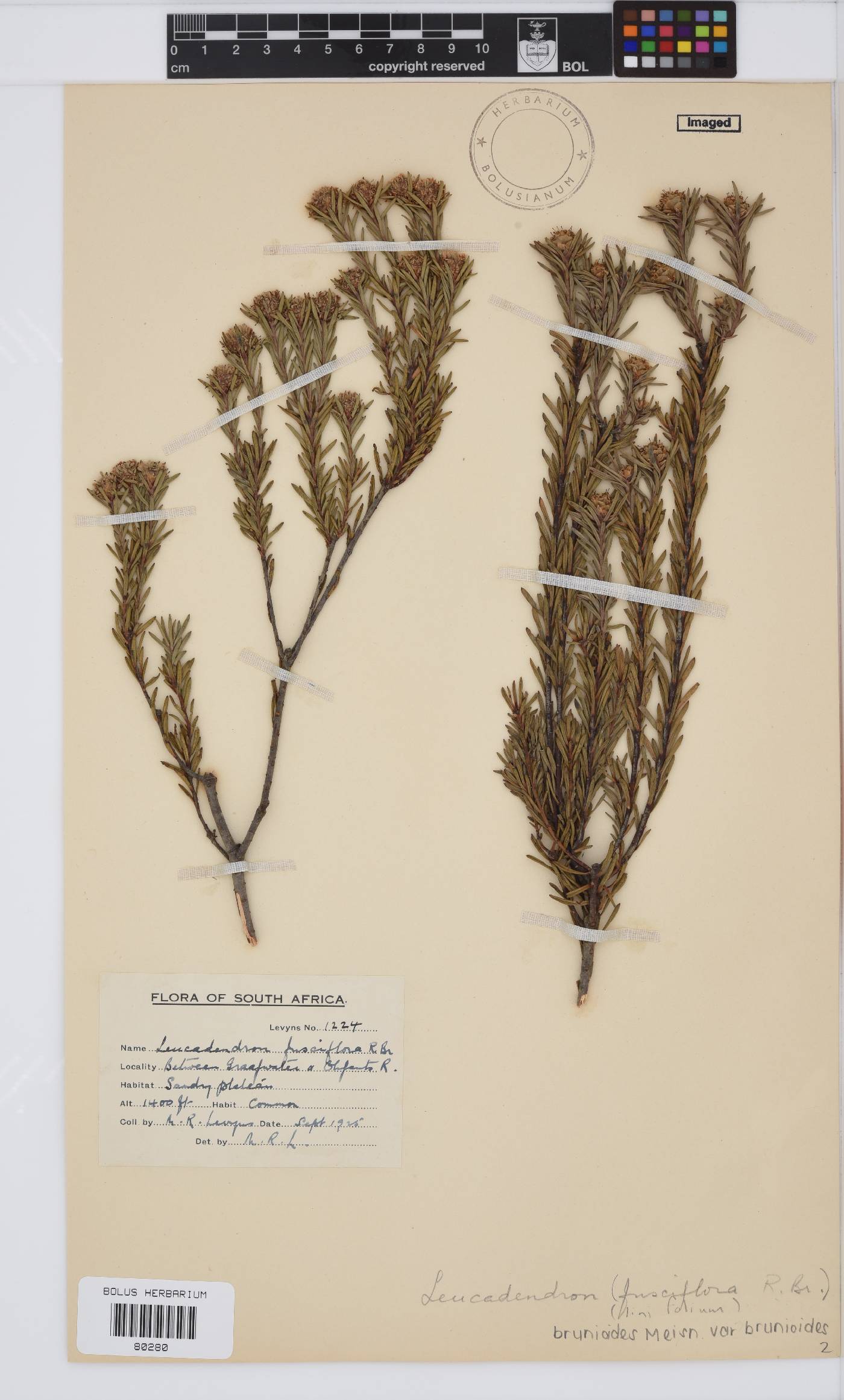 Leucadendron brunioides image