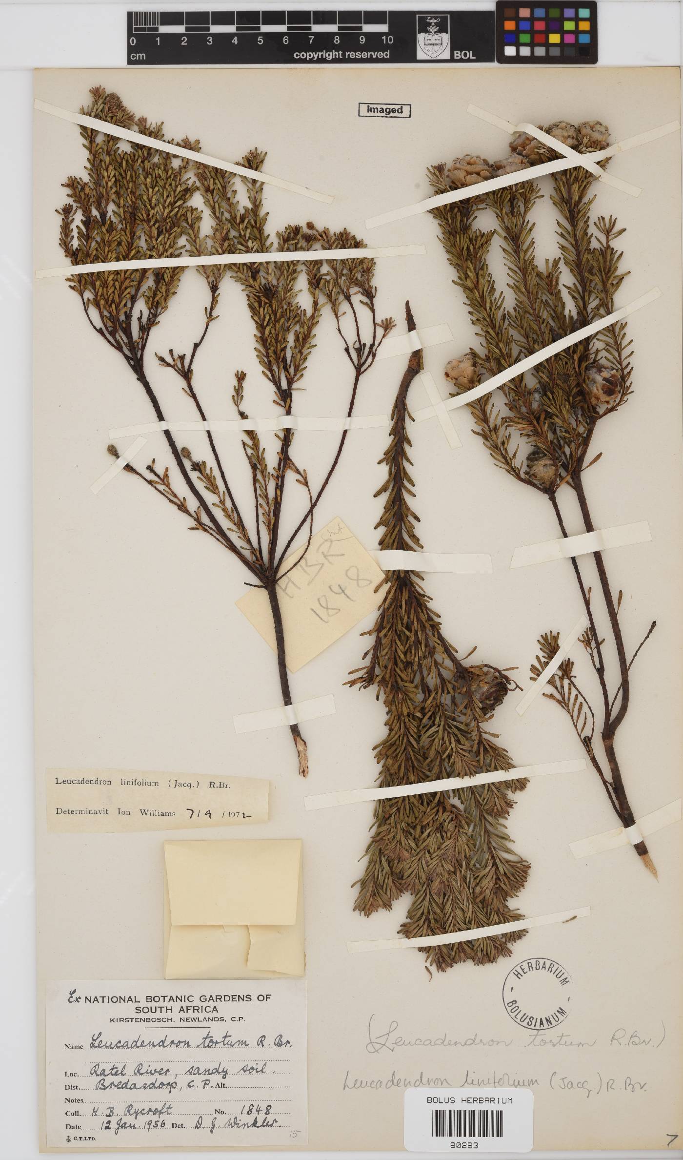 Leucadendron linifolium image