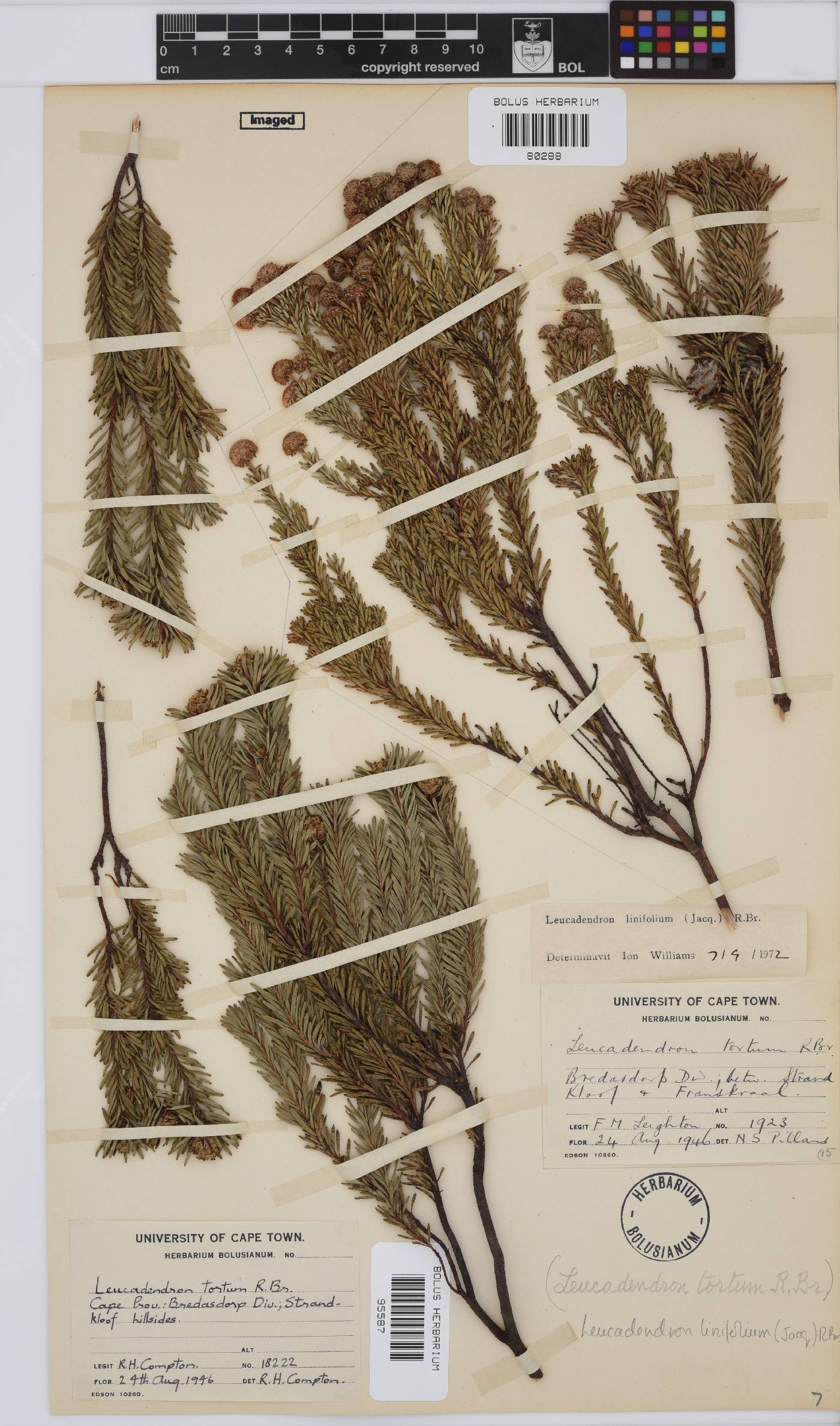 Leucadendron linifolium image