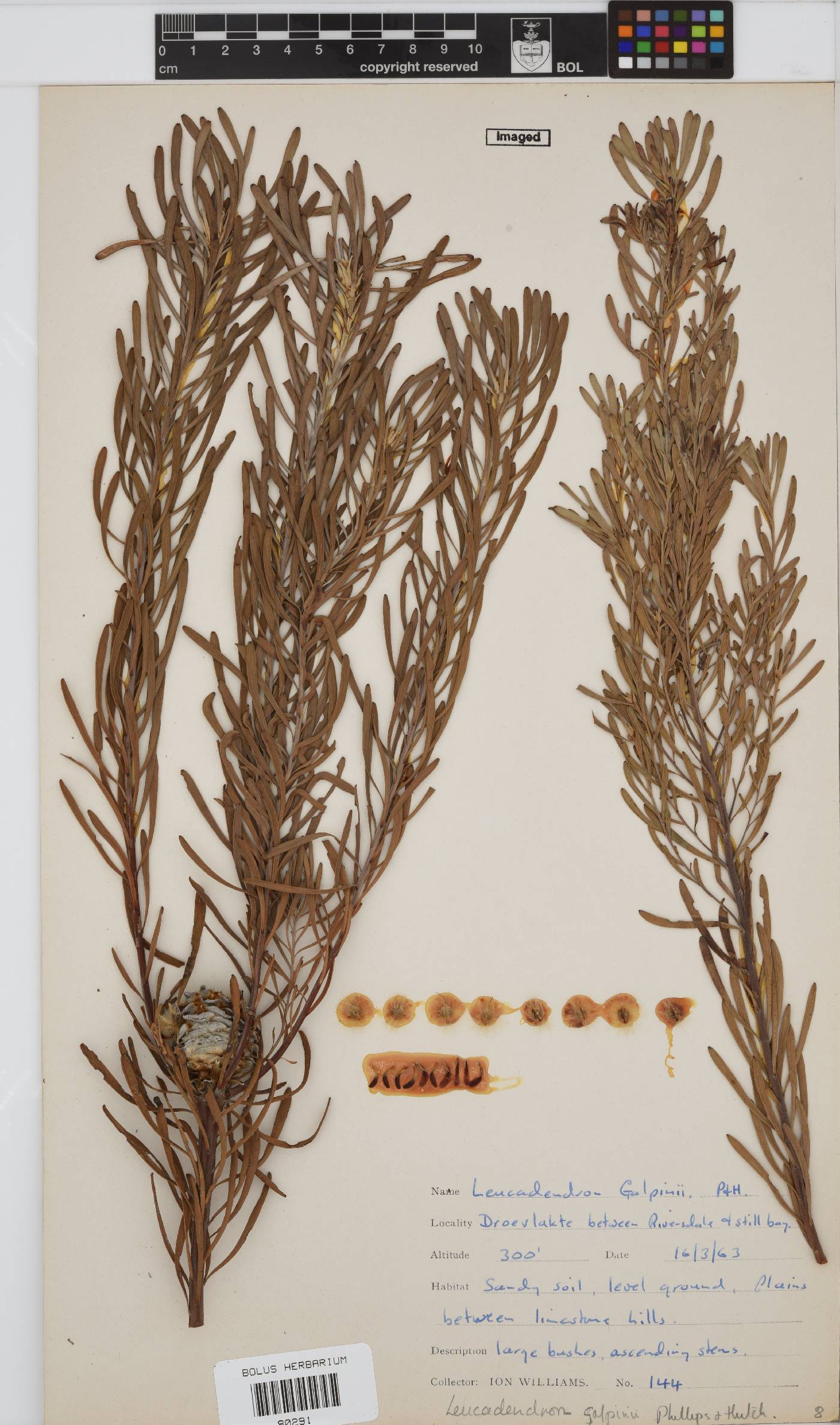 Leucadendron galpinii image