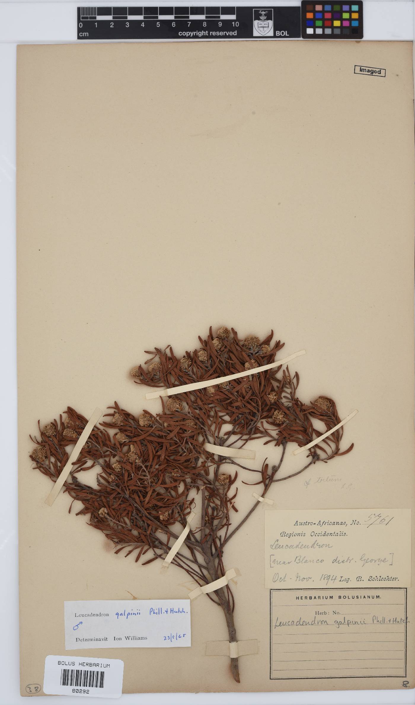 Leucadendron galpinii image