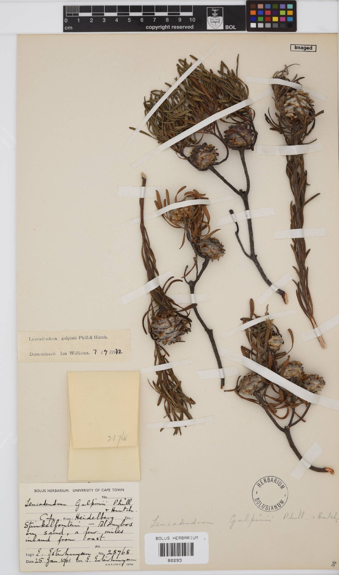 Leucadendron galpinii image