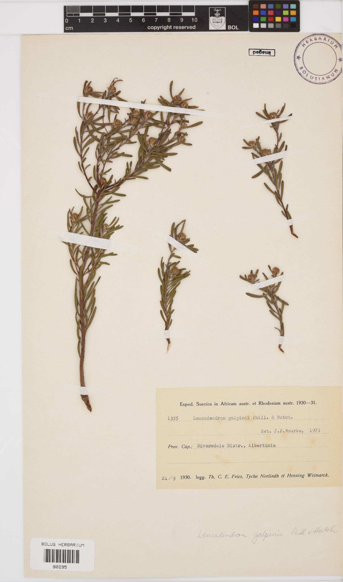 Leucadendron galpinii image