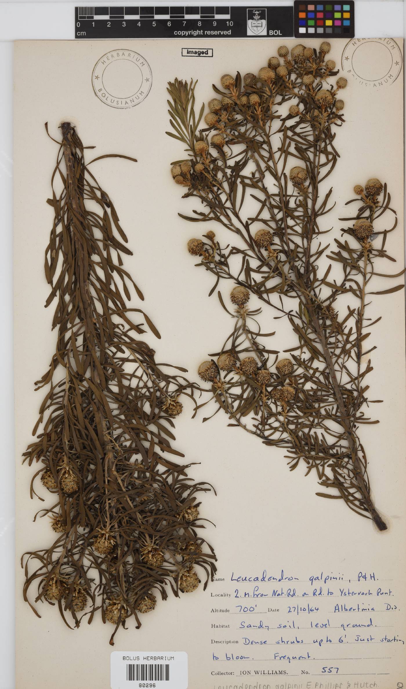 Leucadendron galpinii image