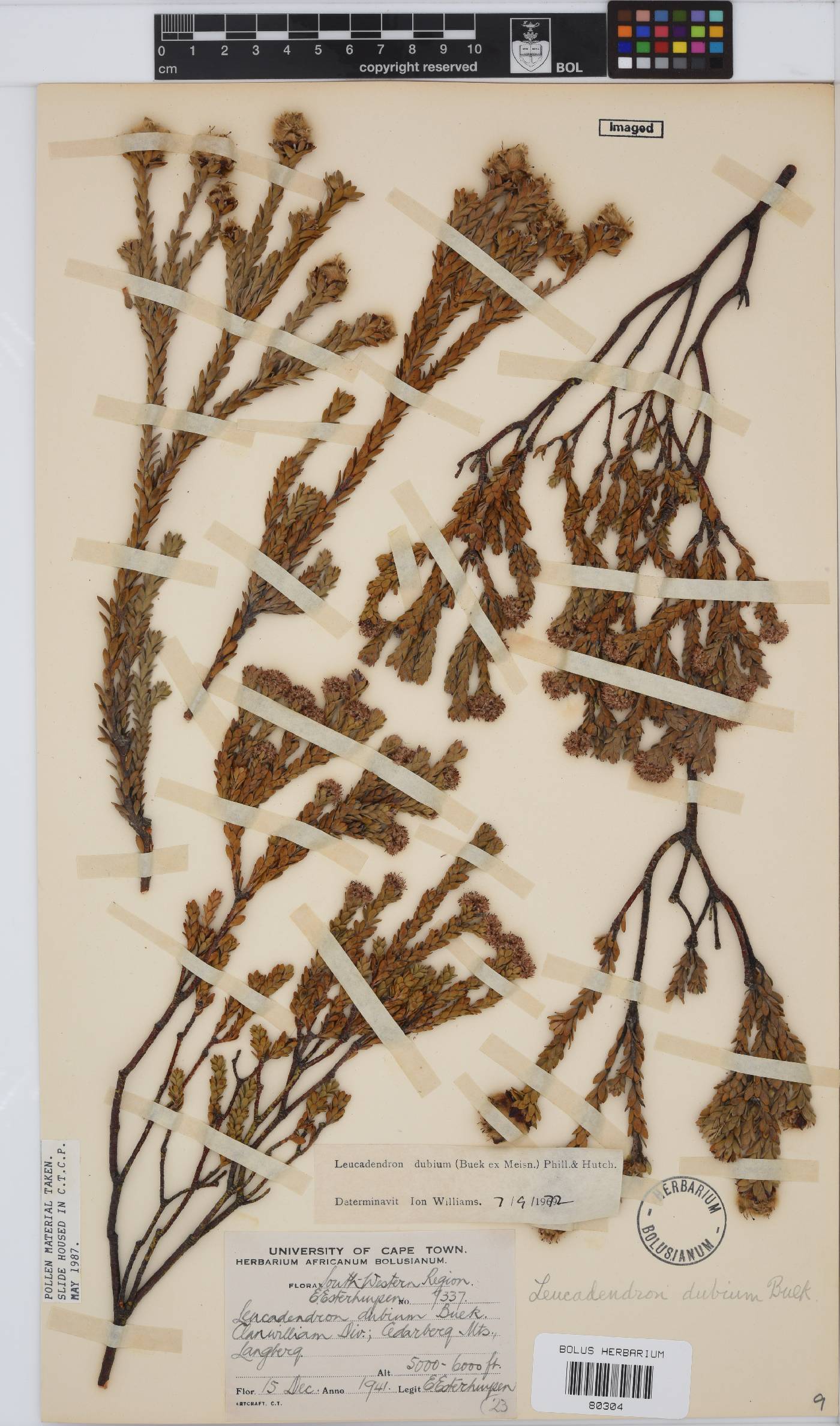 Leucadendron dubium image