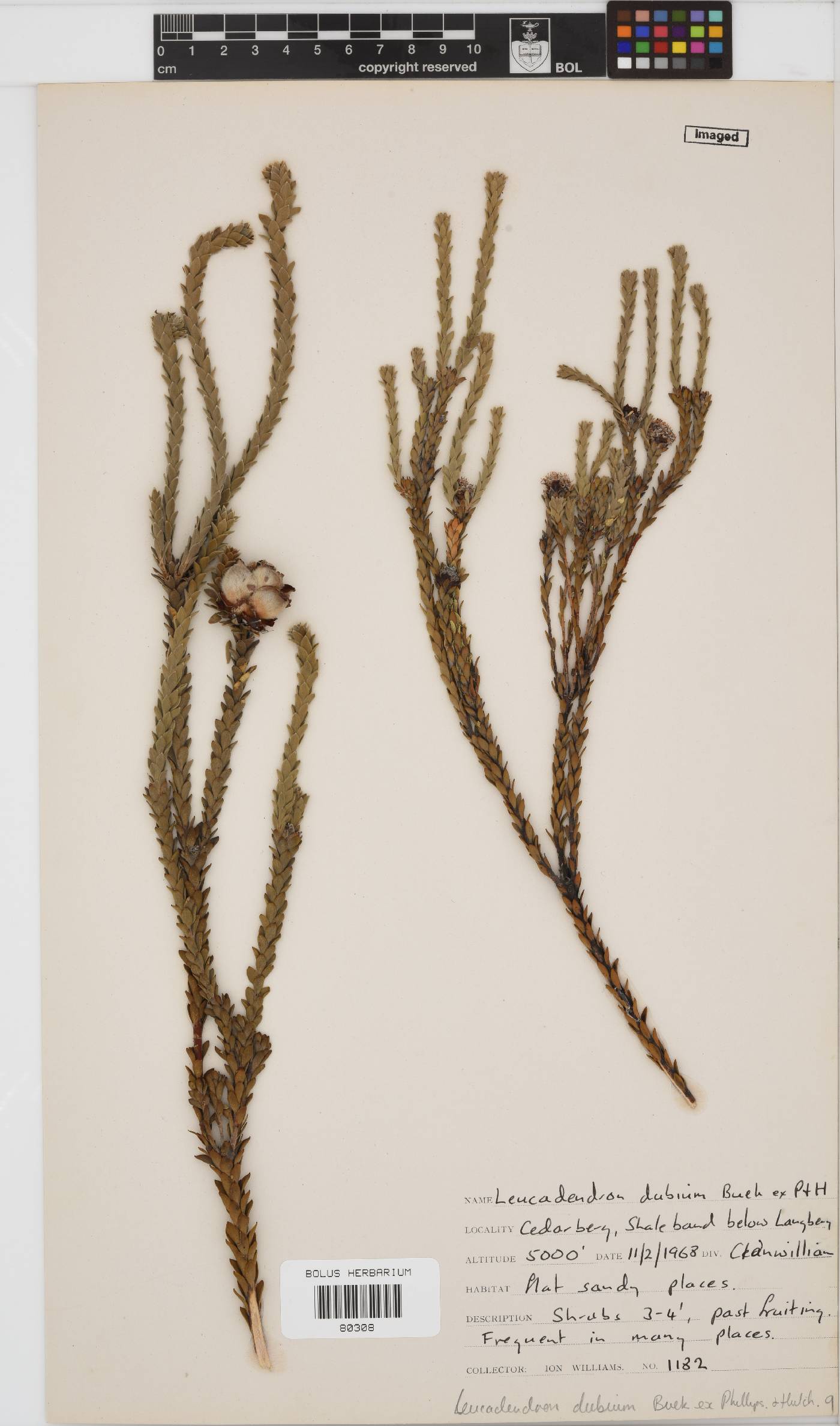 Leucadendron dubium image