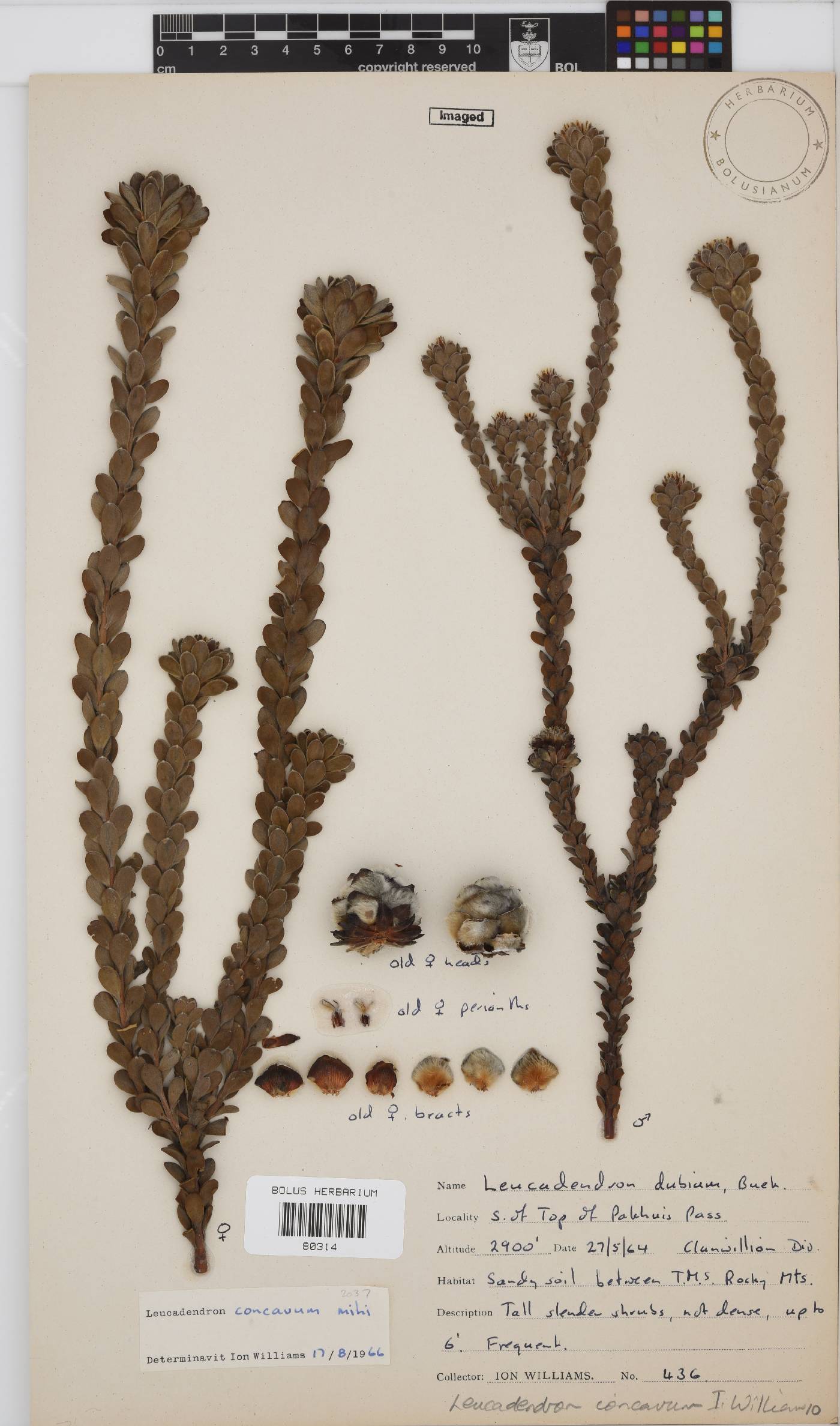 Leucadendron concavum image