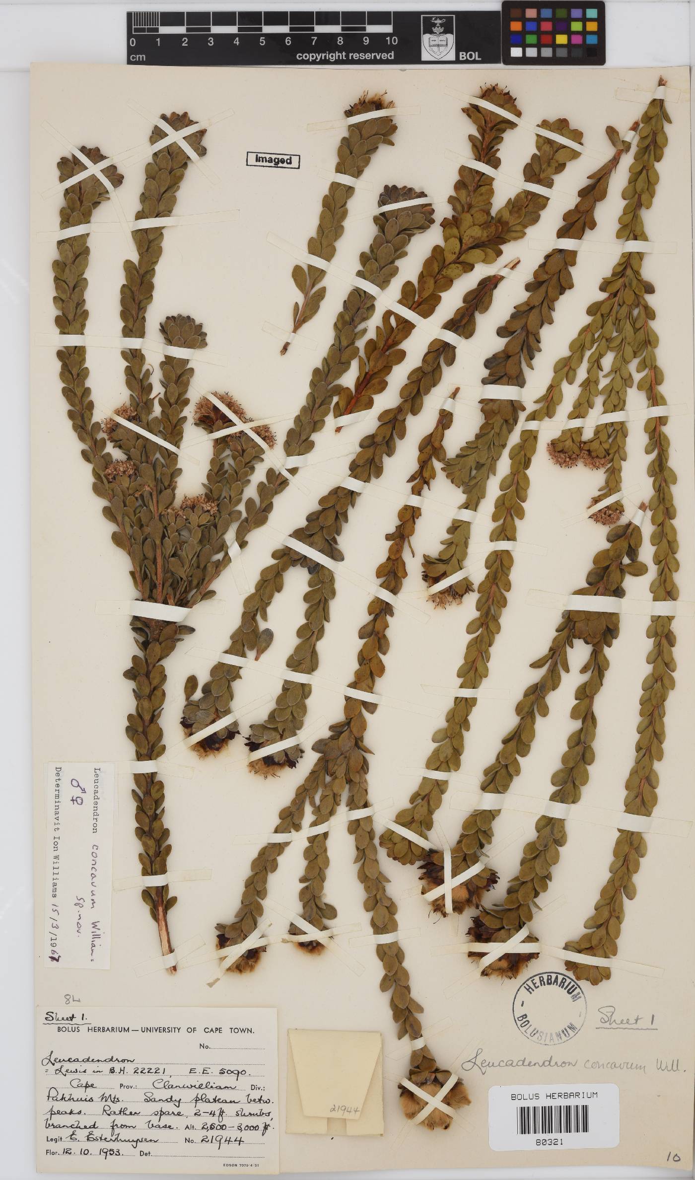 Leucadendron concavum image