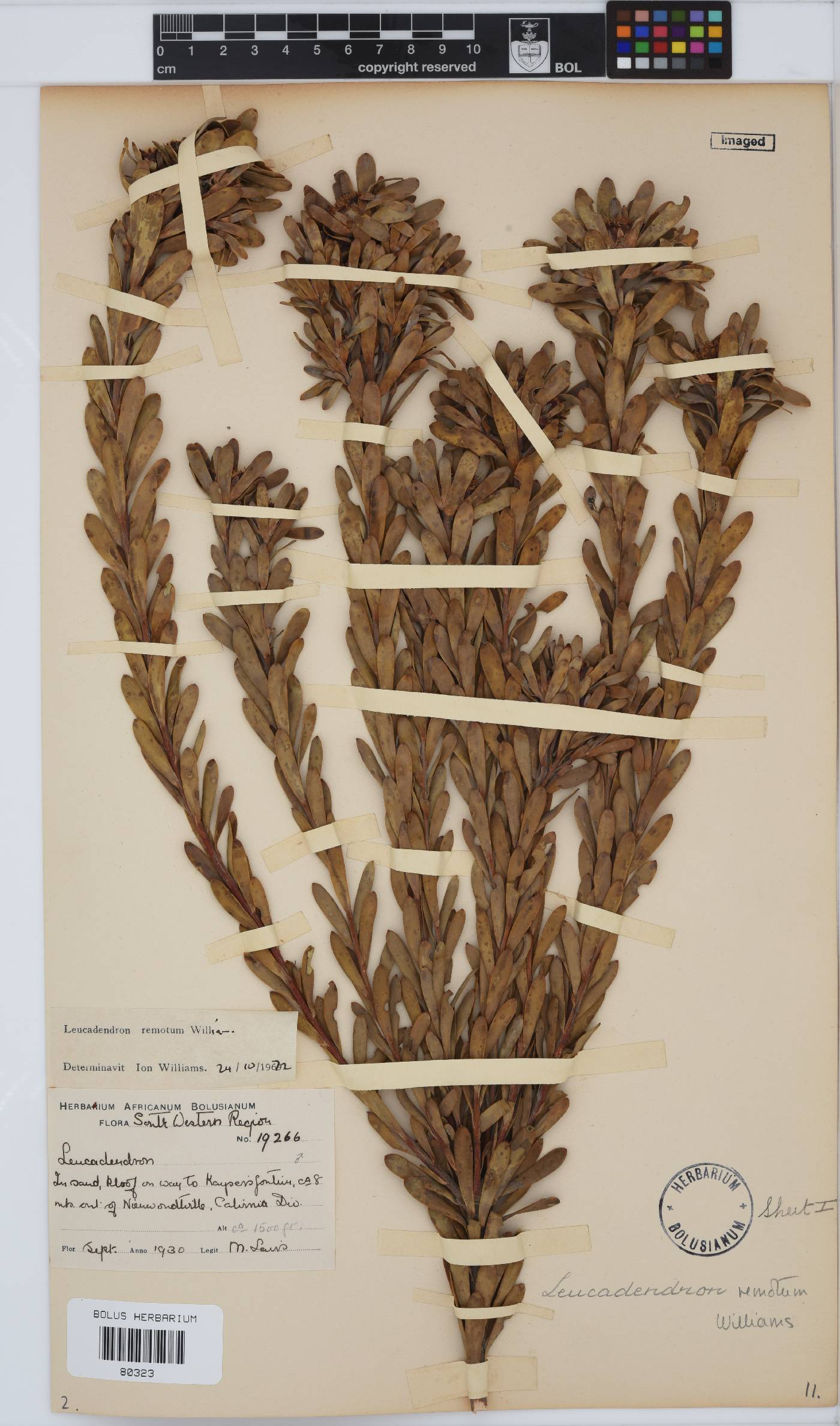 Leucadendron remotum image