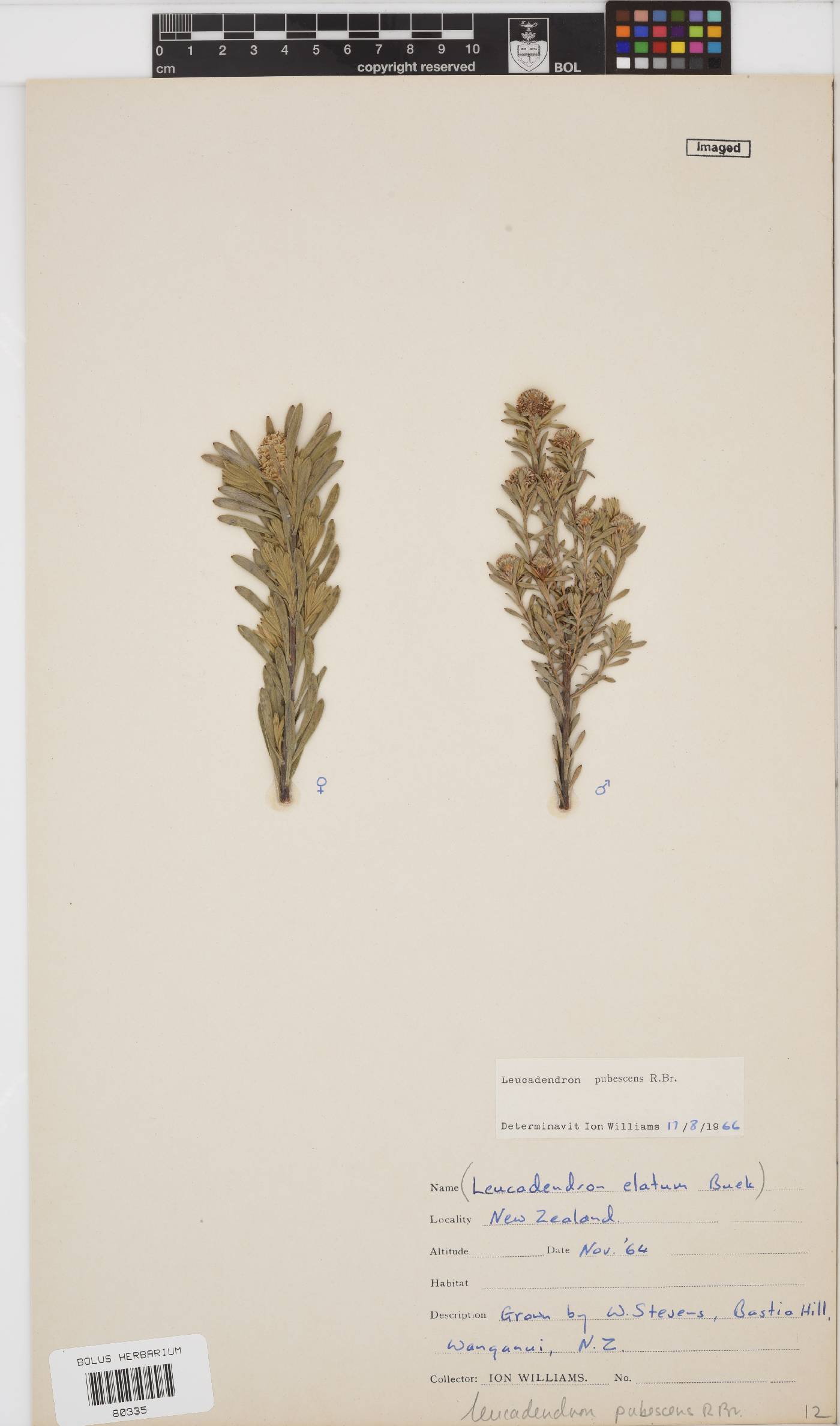 Leucadendron pubescens image