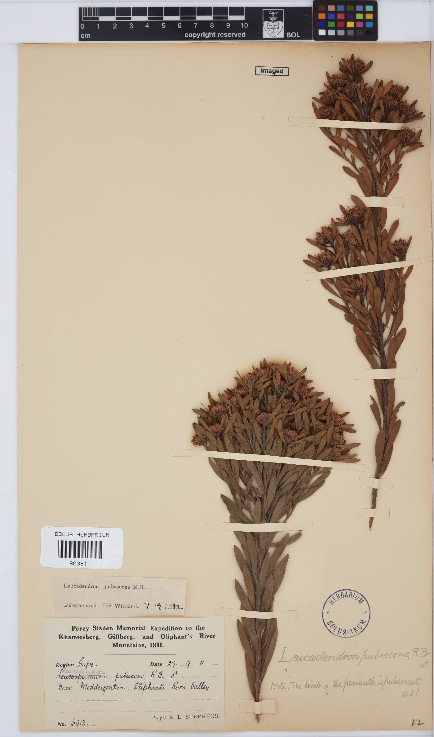 Leucadendron pubescens image