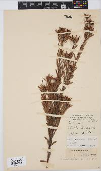 Leucadendron pubescens image