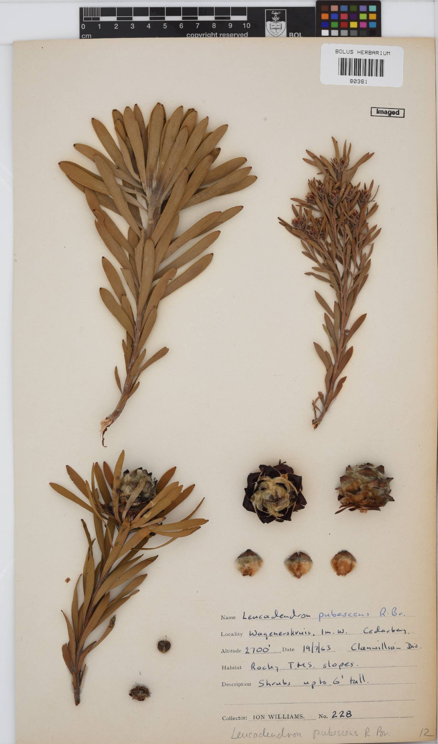 Leucadendron pubescens image