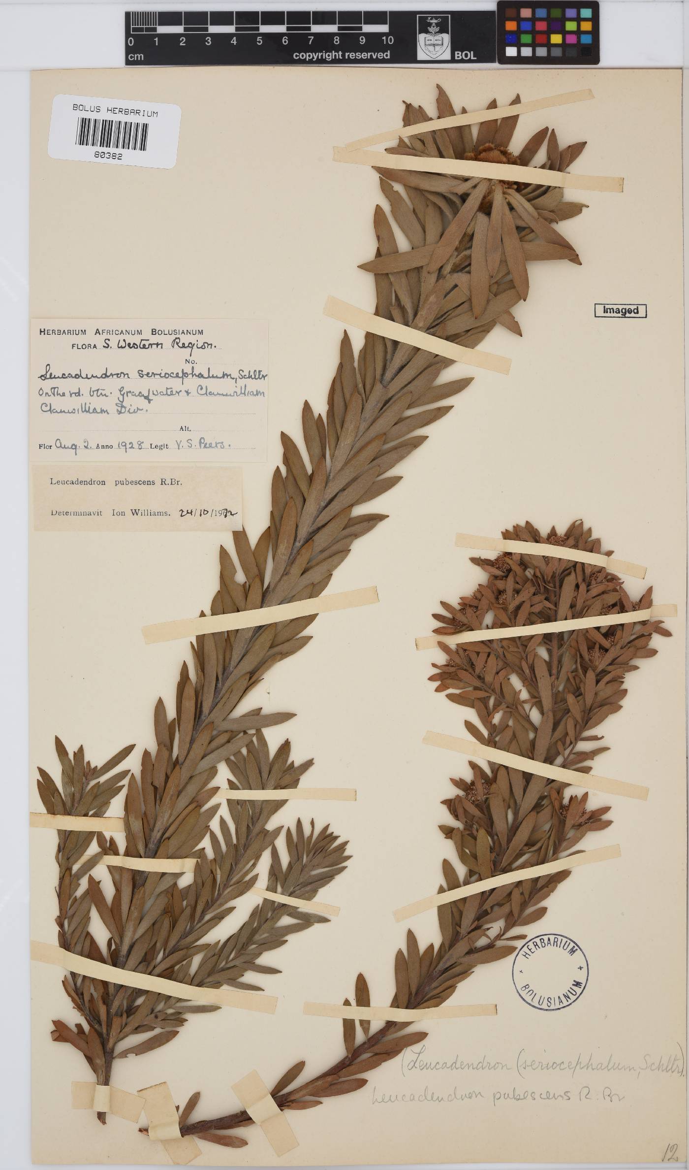Leucadendron pubescens image