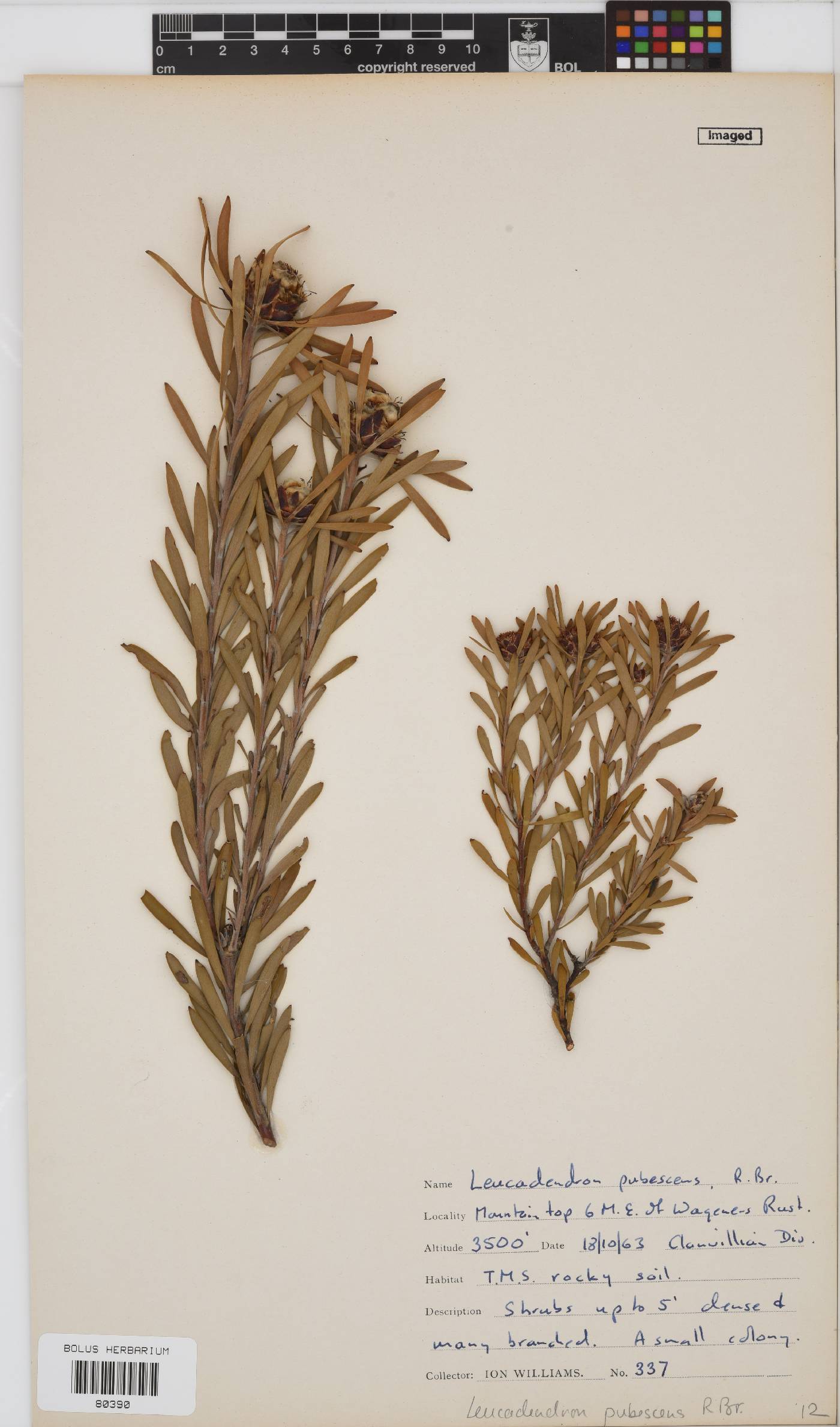 Leucadendron pubescens image
