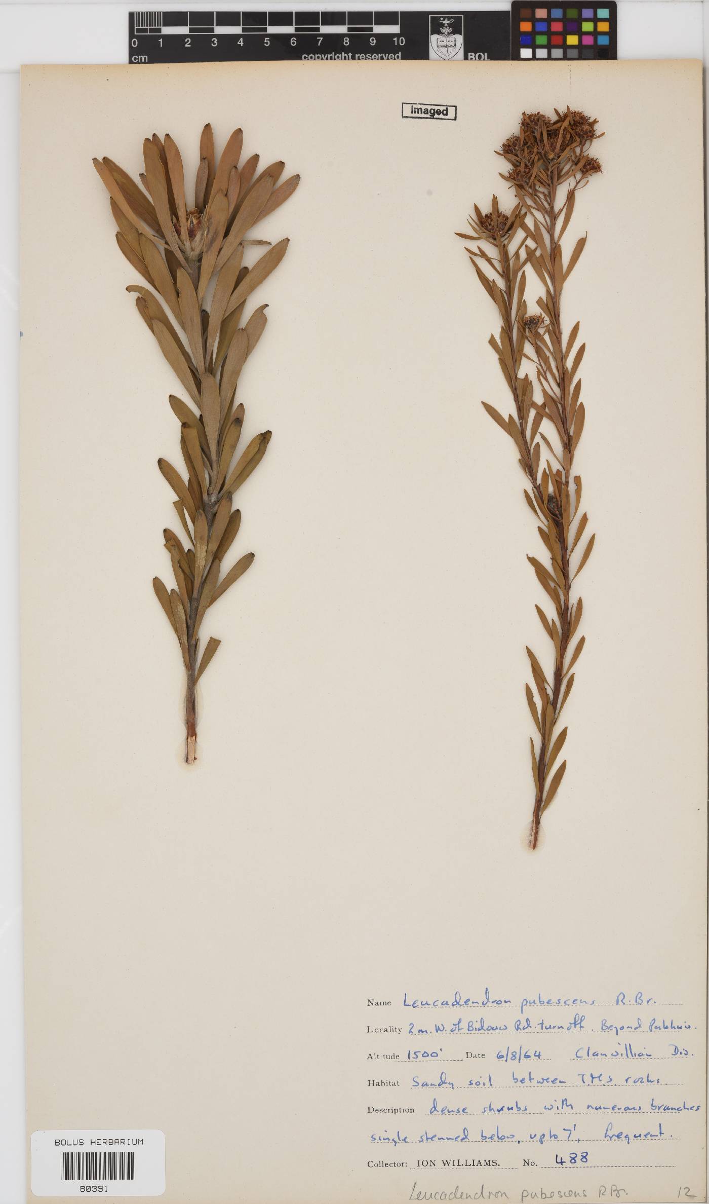 Leucadendron pubescens image