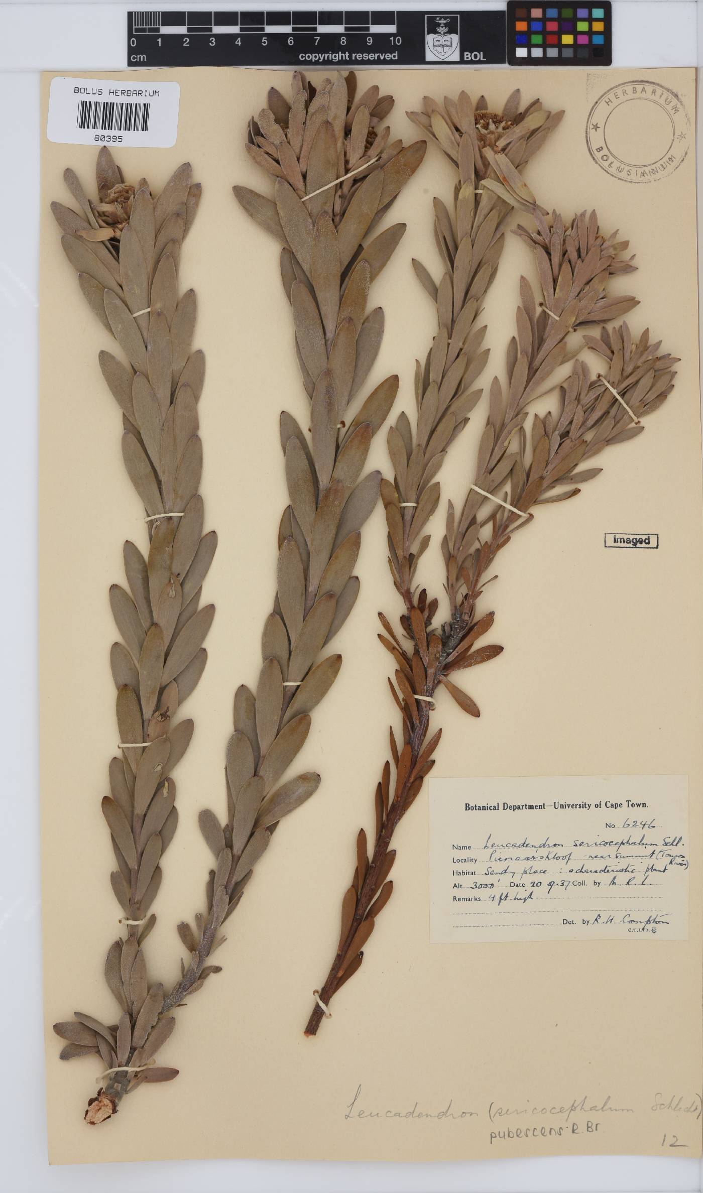 Leucadendron pubescens image