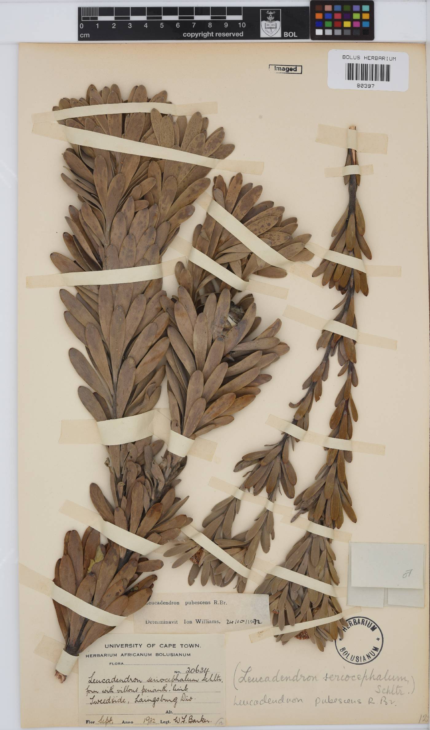 Leucadendron pubescens image