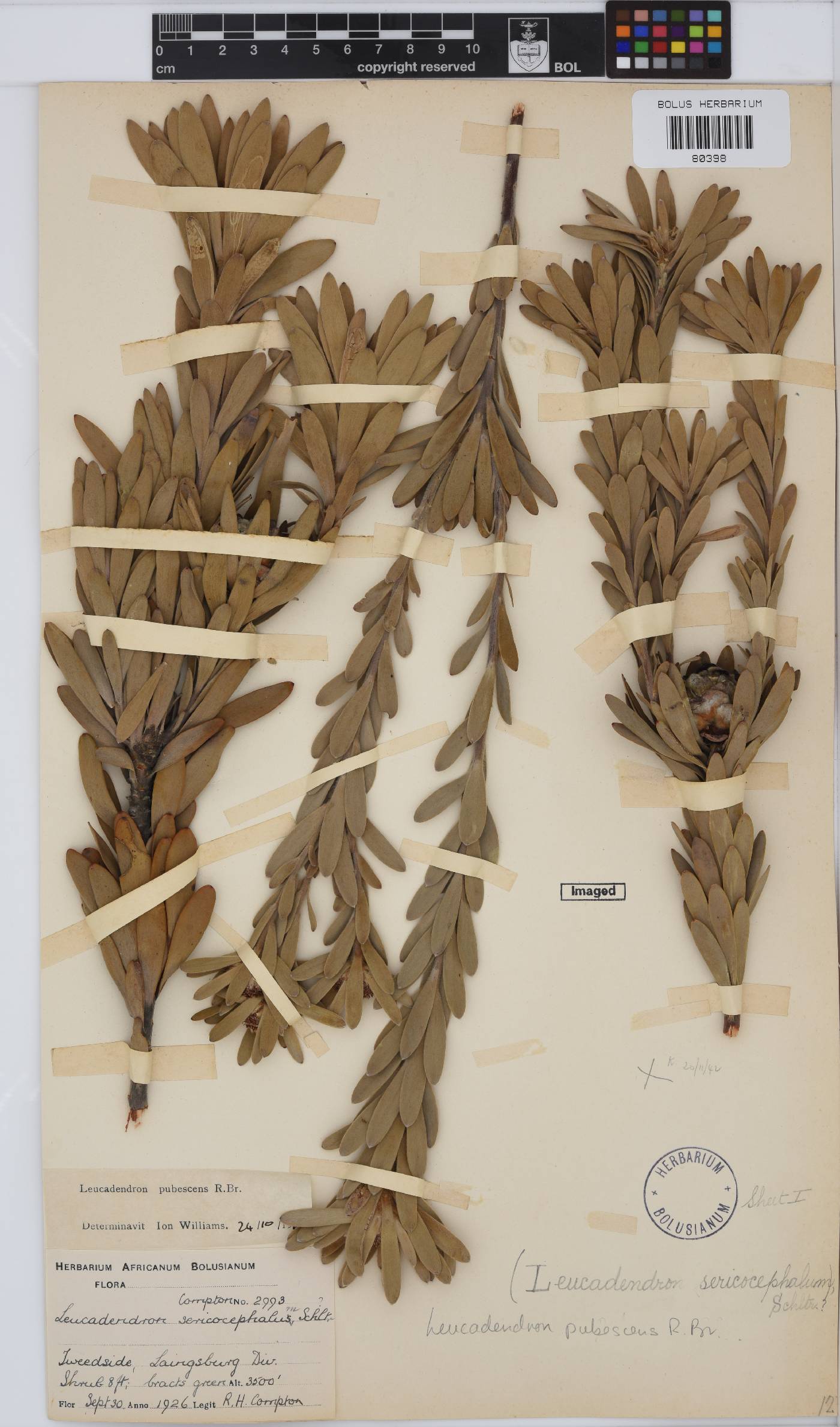 Leucadendron pubescens image