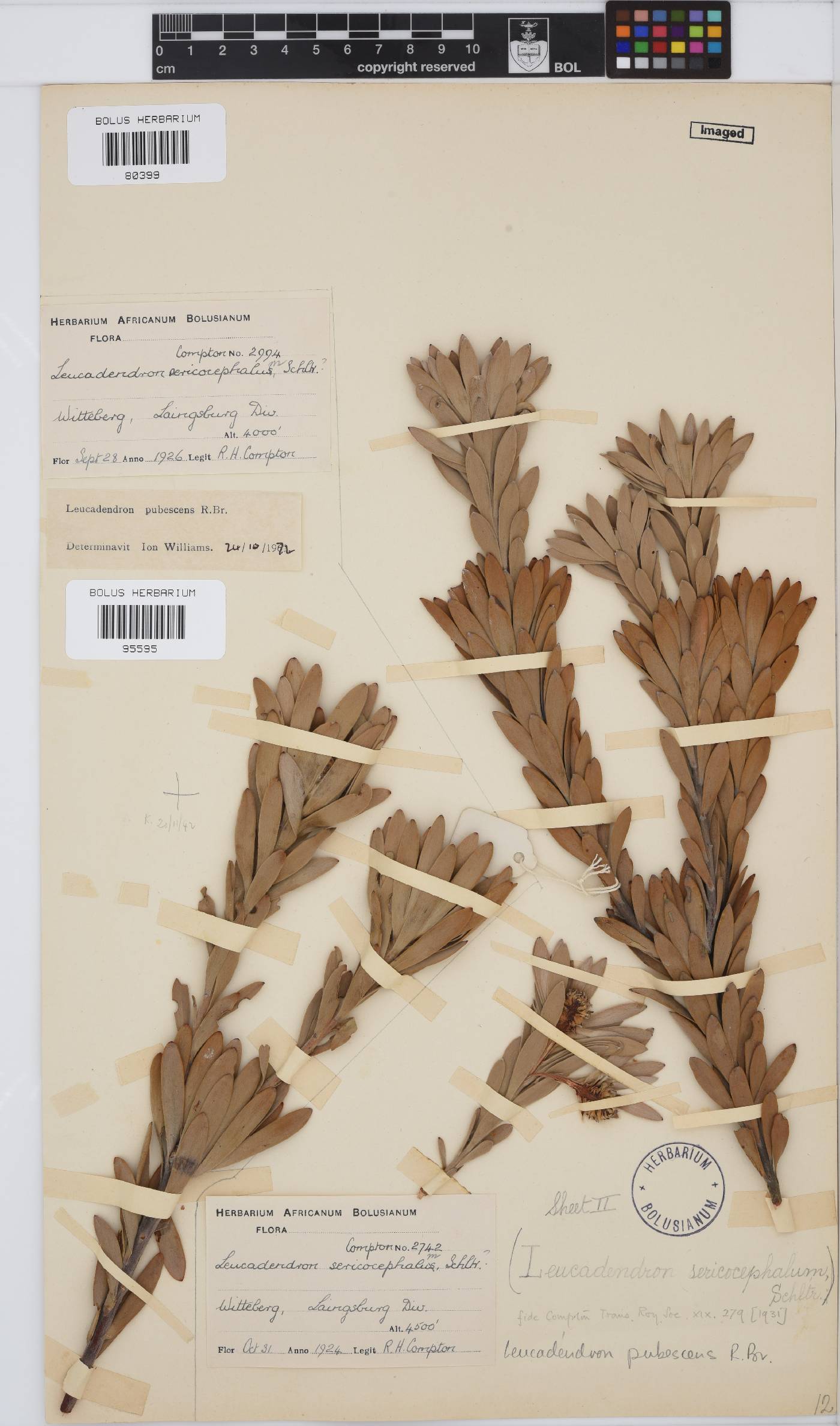 Leucadendron pubescens image