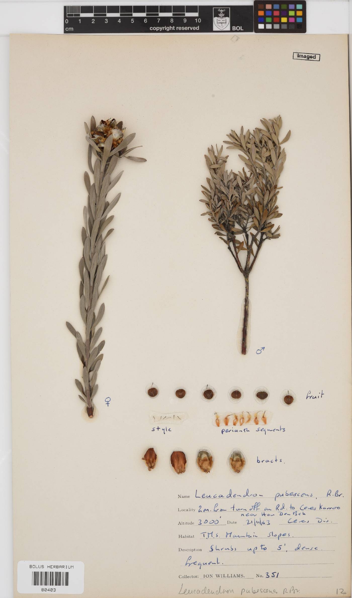 Leucadendron pubescens image