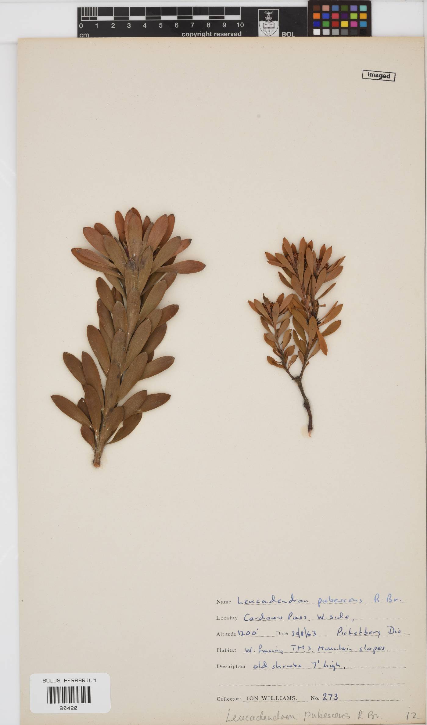 Leucadendron pubescens image