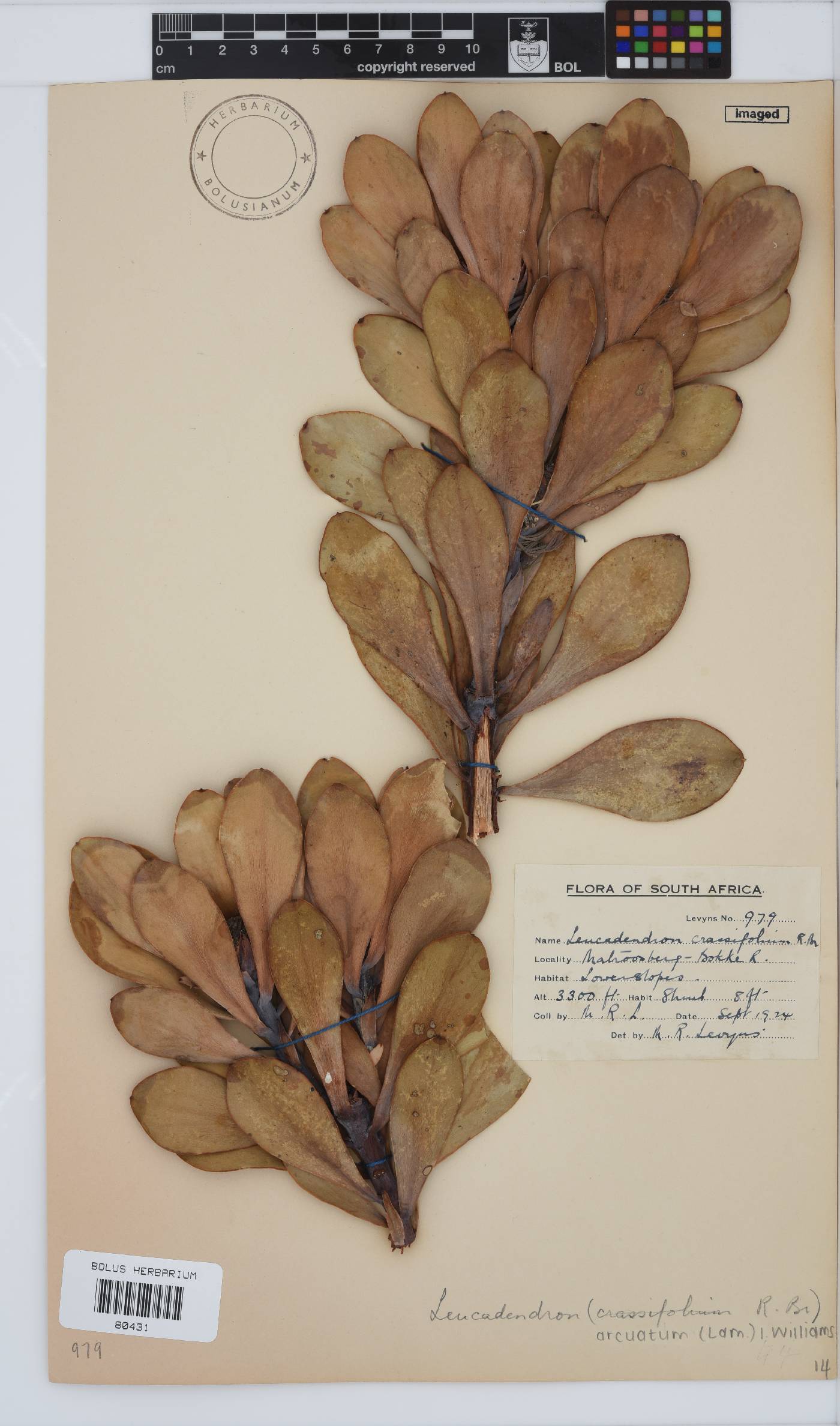 Leucadendron arcuatum image