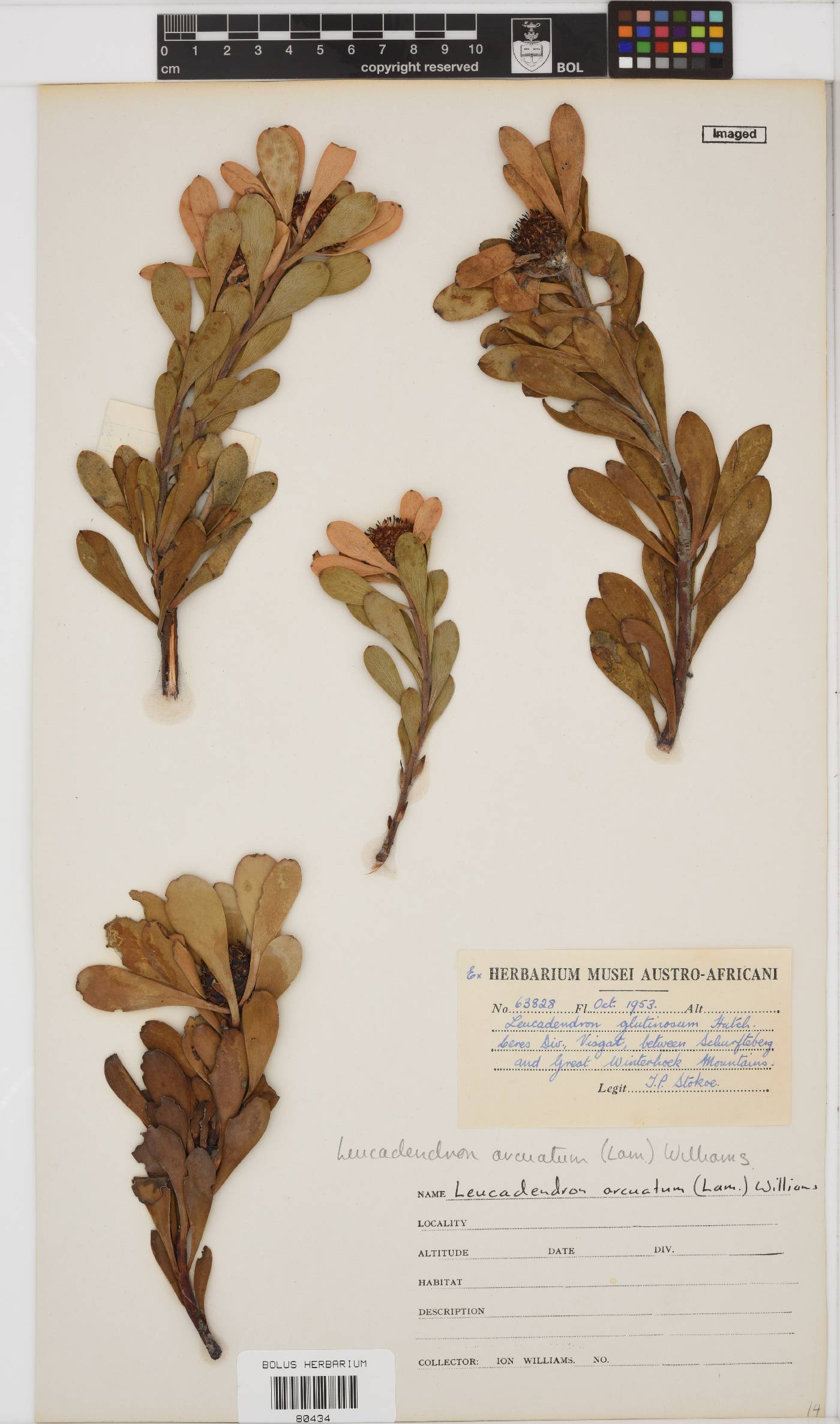 Leucadendron arcuatum image