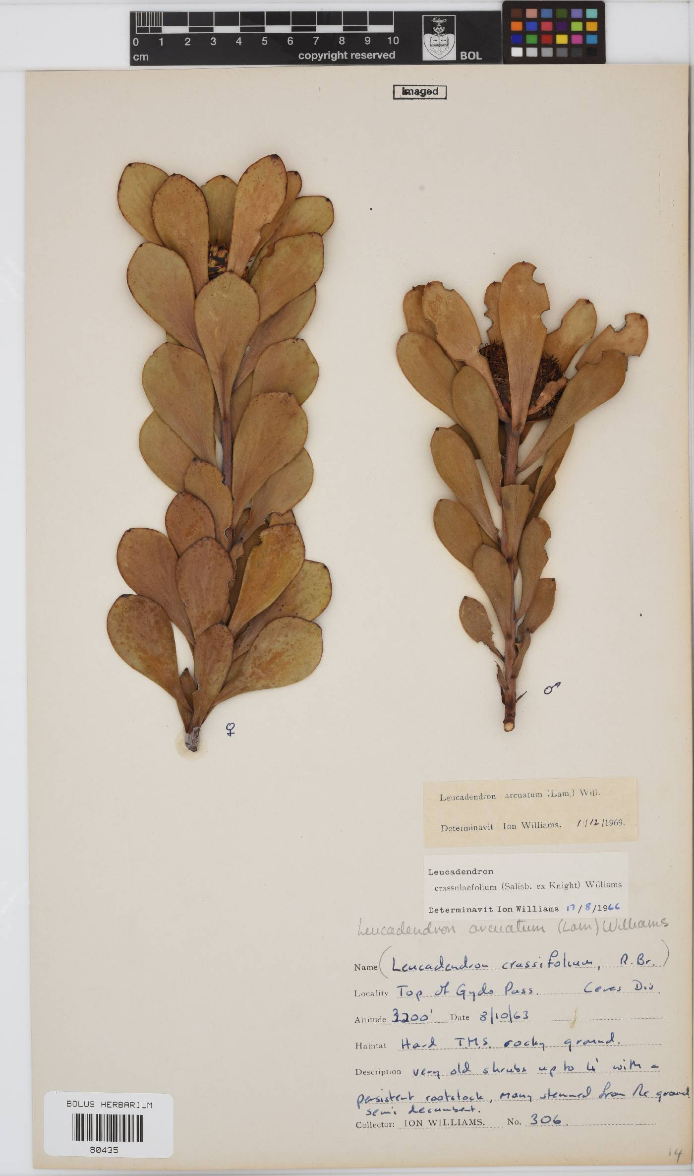 Leucadendron arcuatum image