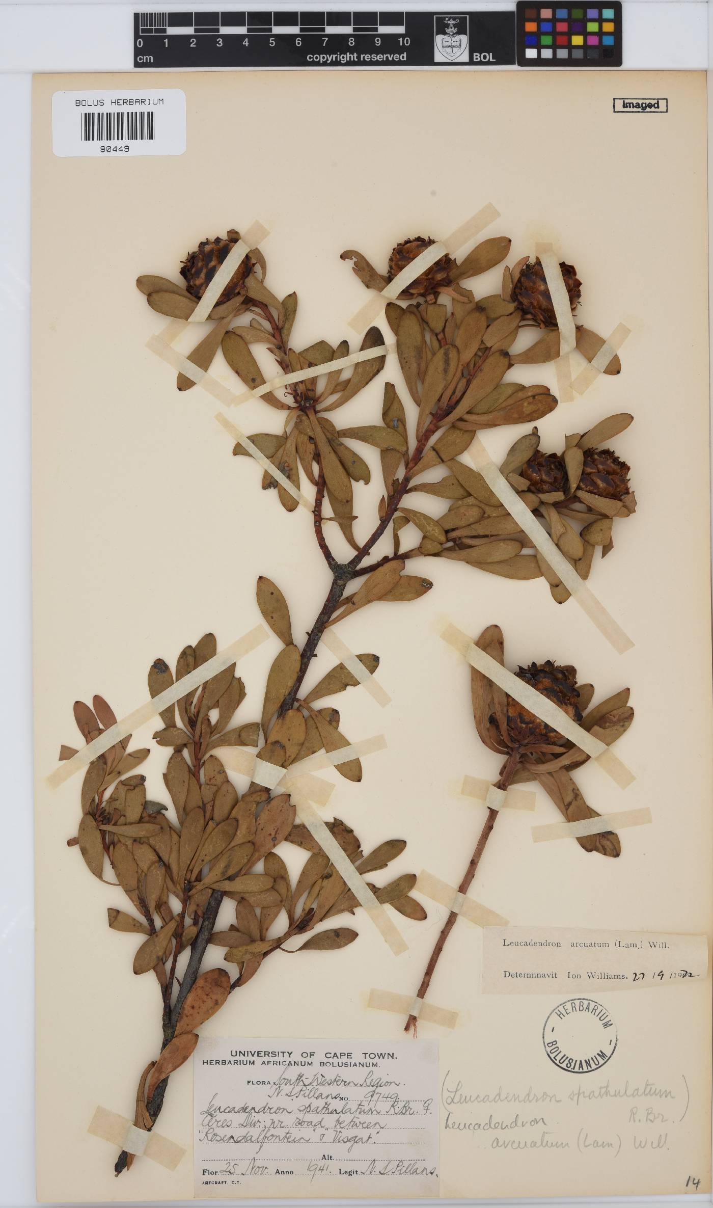 Leucadendron arcuatum image