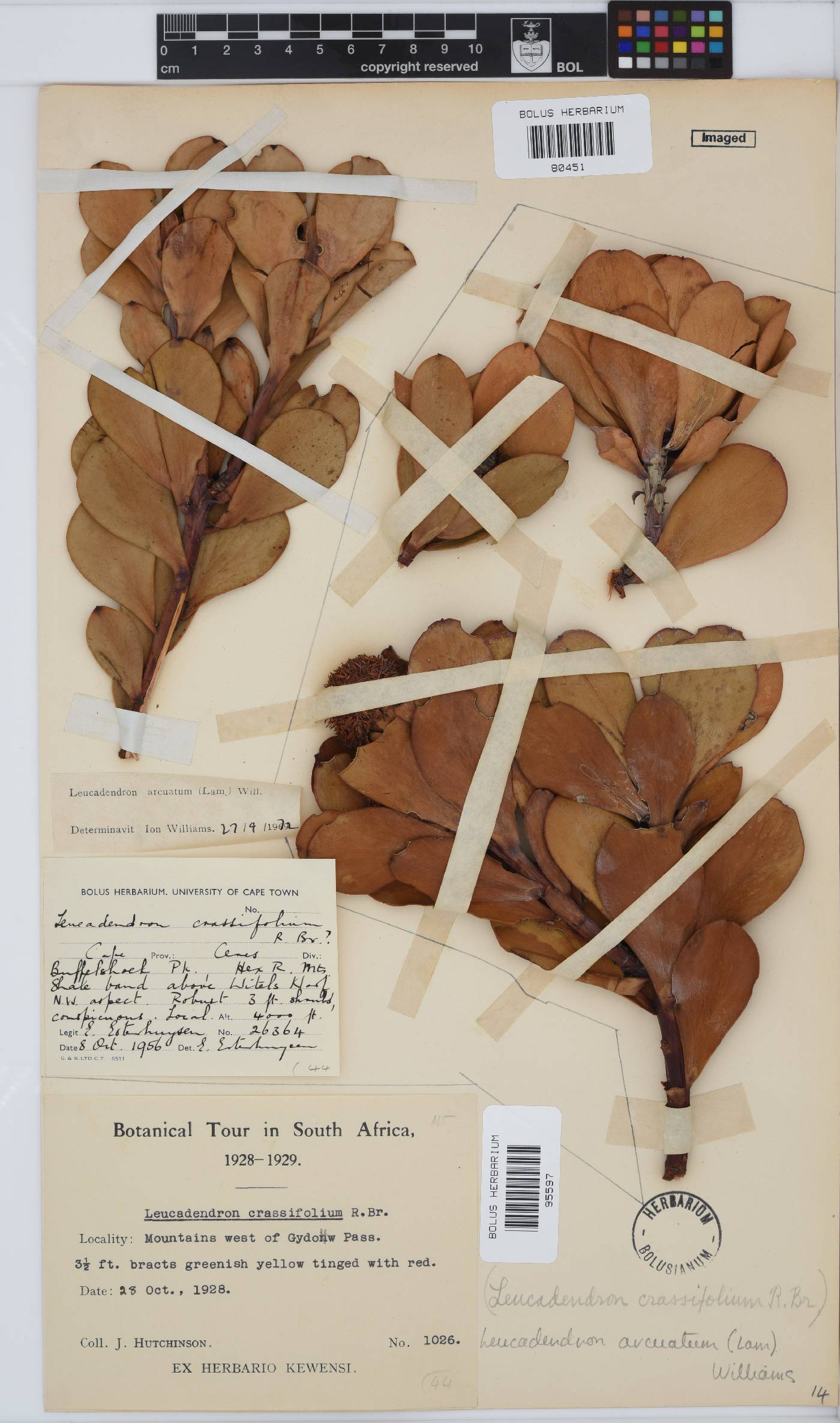 Leucadendron arcuatum image