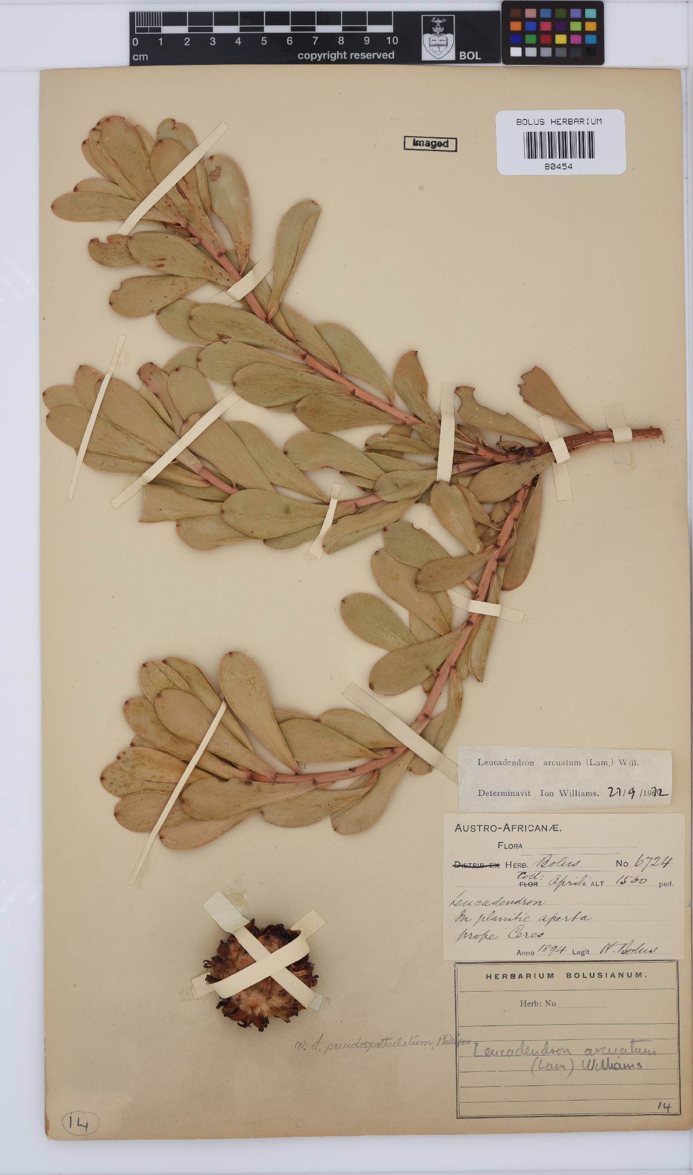 Leucadendron arcuatum image
