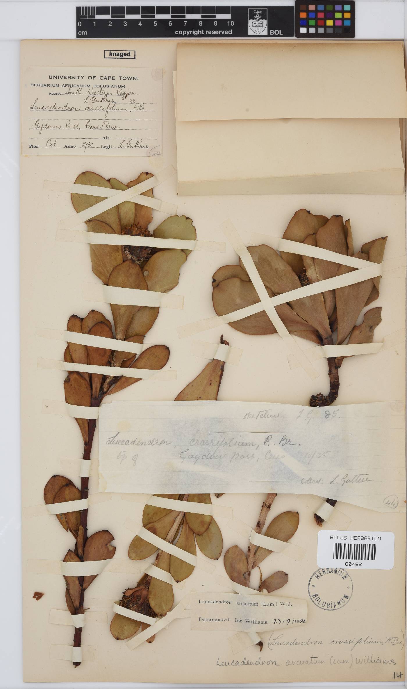 Leucadendron arcuatum image