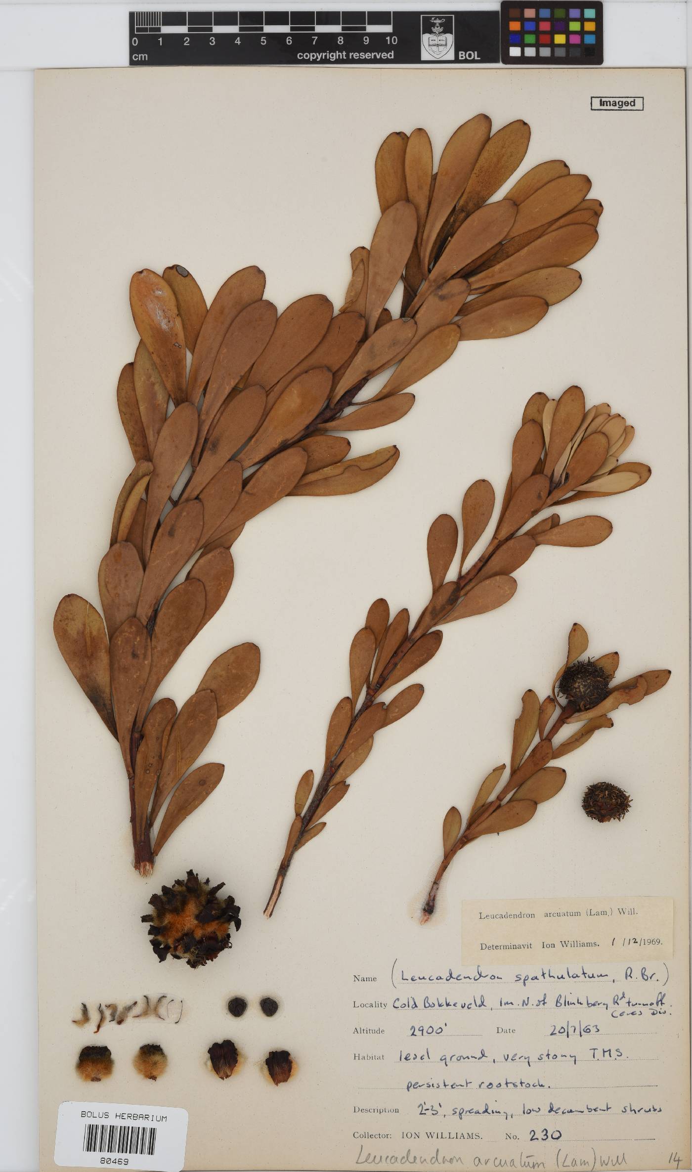 Leucadendron arcuatum image