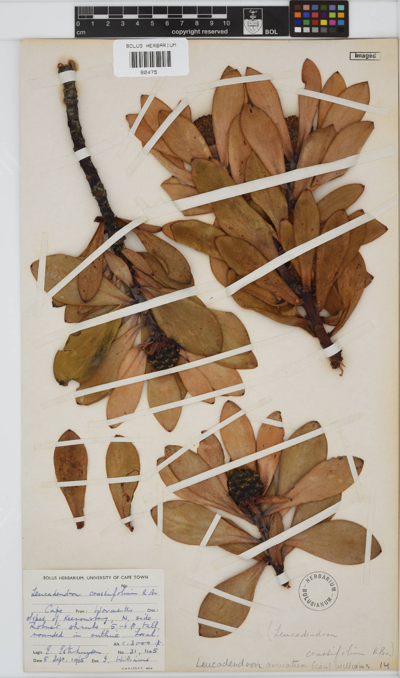 Leucadendron arcuatum image