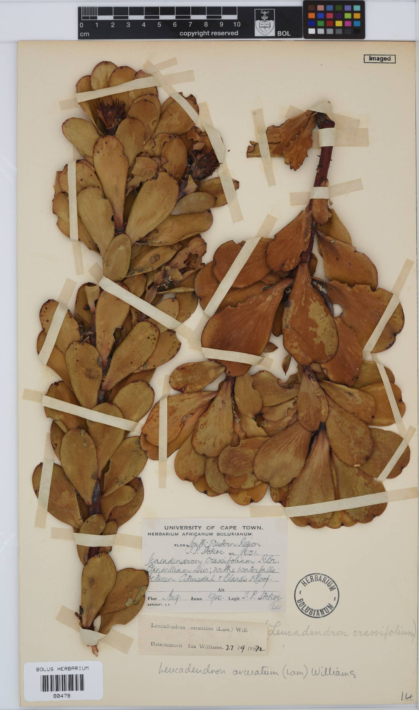 Leucadendron image