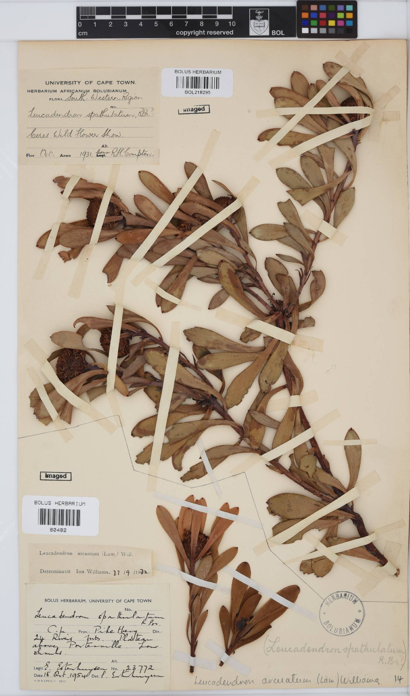 Leucadendron arcuatum image