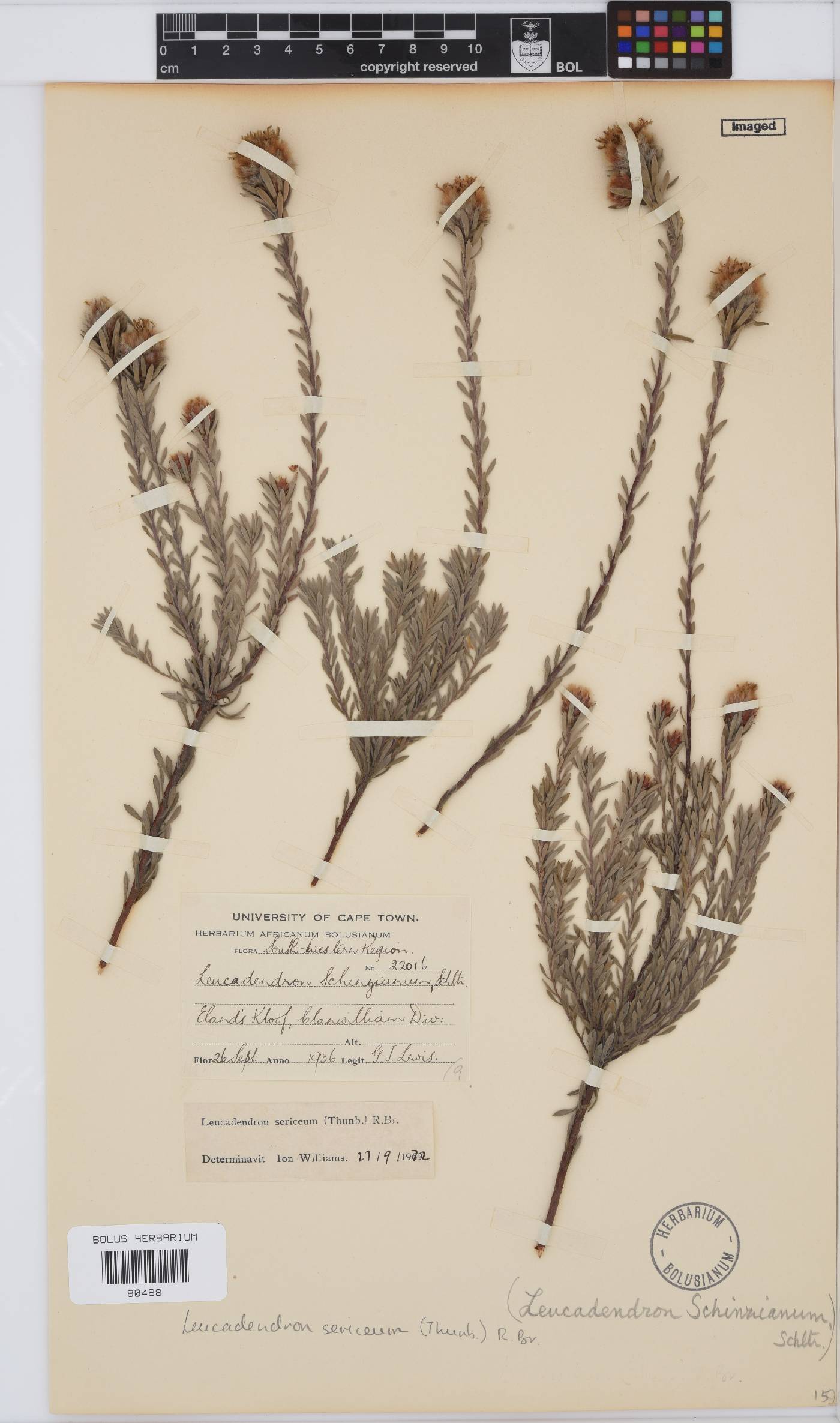 Leucadendron sericeum image