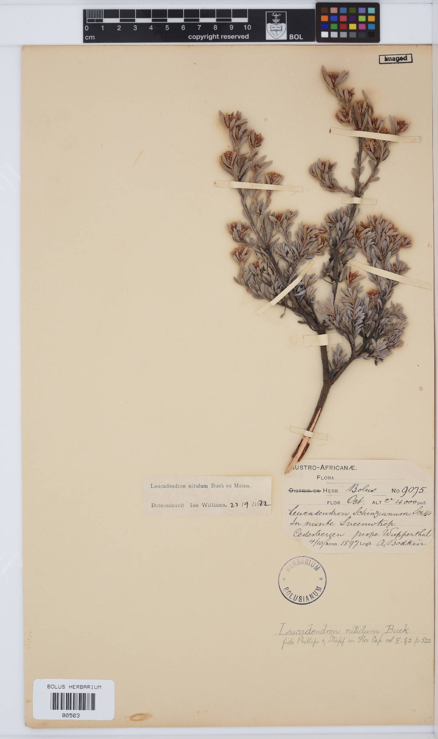Leucadendron nitidum image