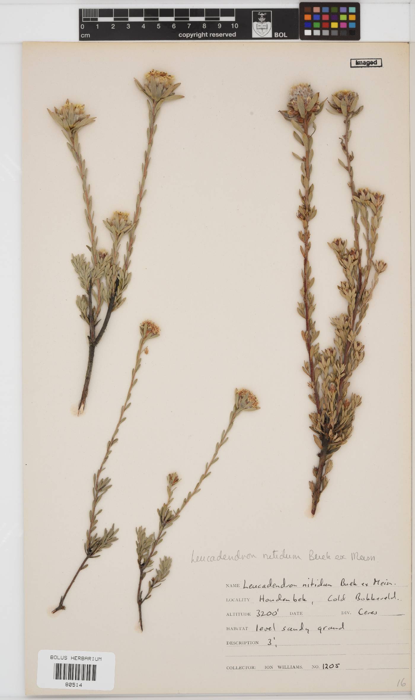 Leucadendron nitidum image