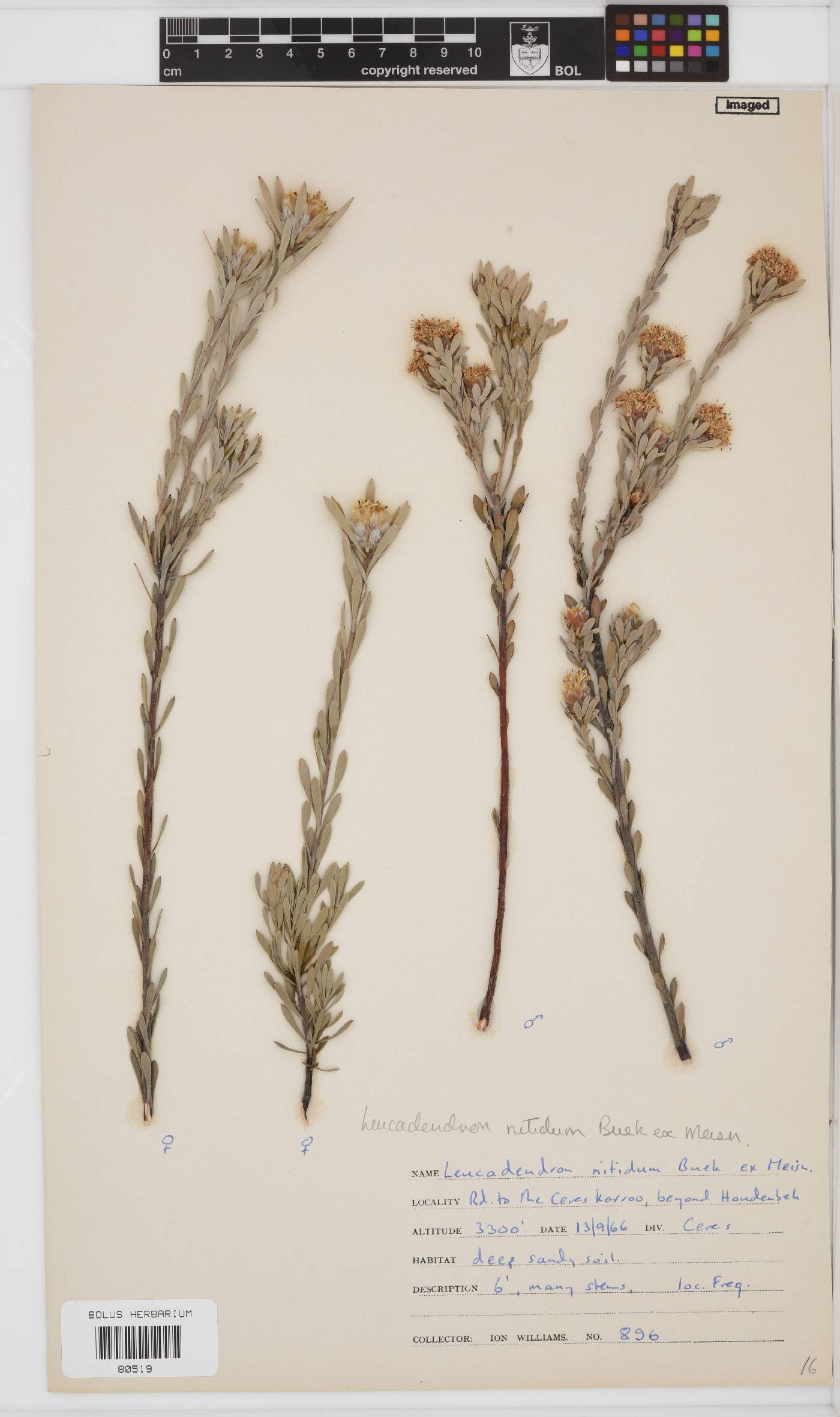 Leucadendron nitidum image