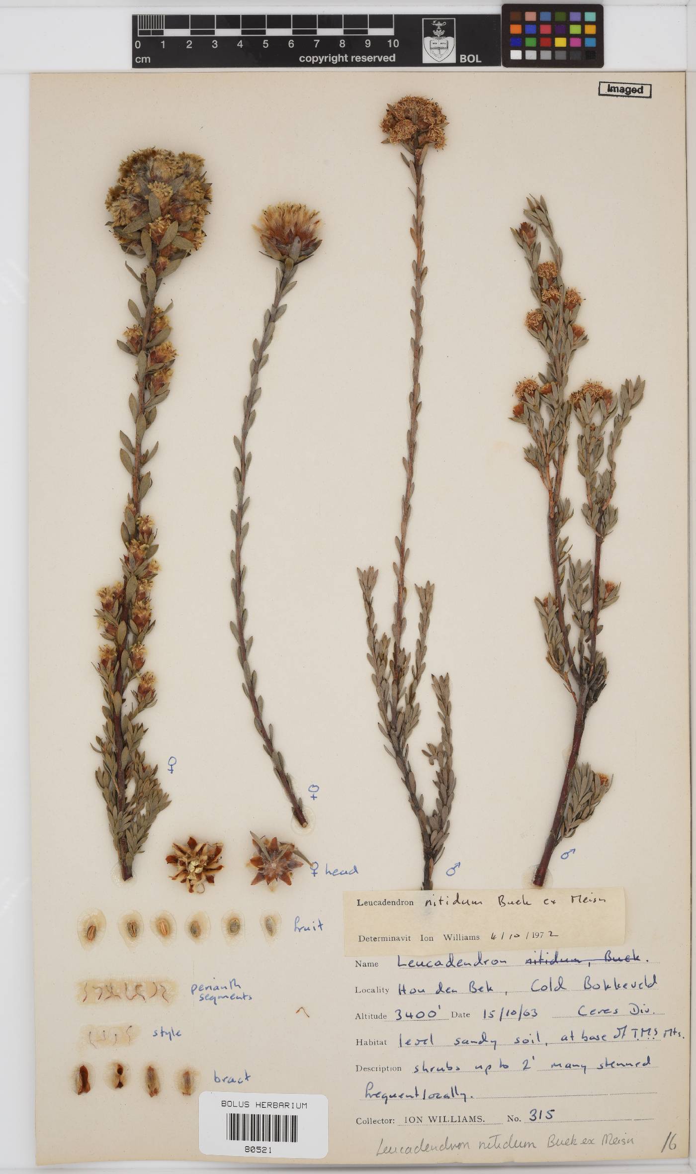 Leucadendron nitidum image
