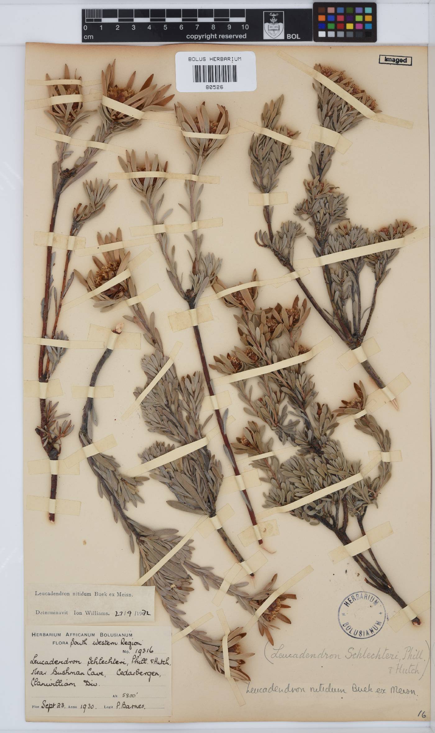 Leucadendron nitidum image