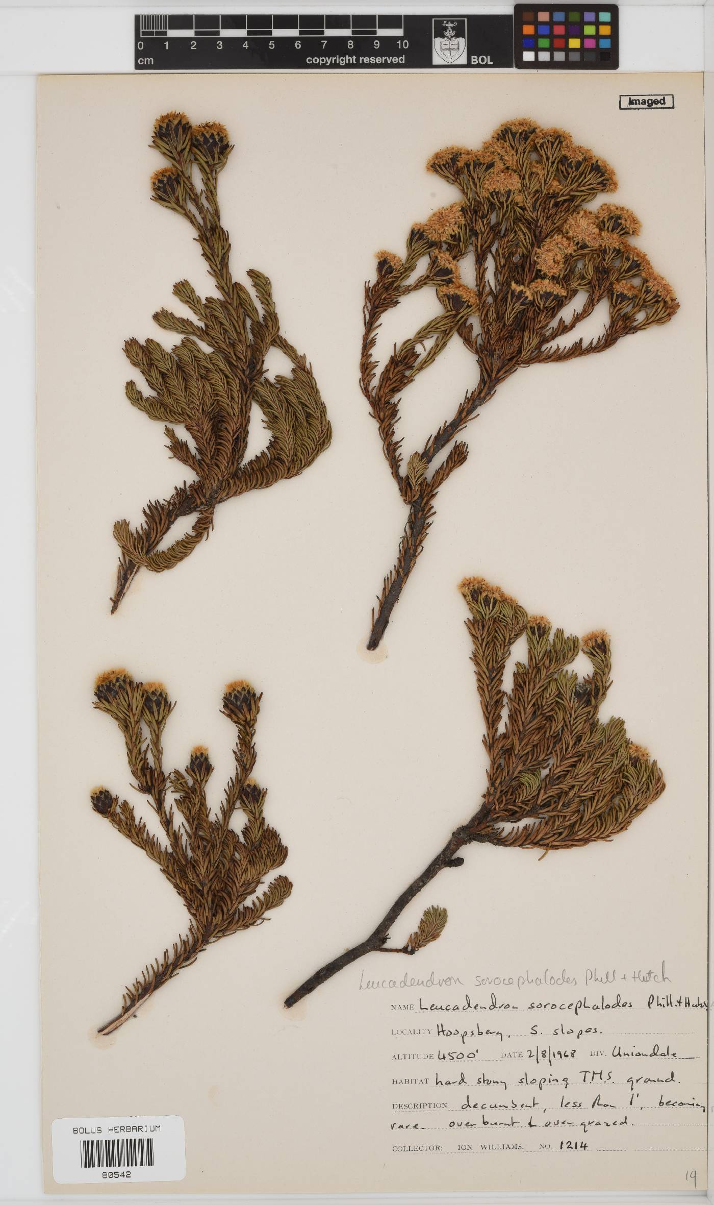 Leucadendron sorocephalodes image