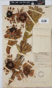 Leucadendron nervosum image