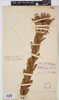 Leucadendron nervosum image